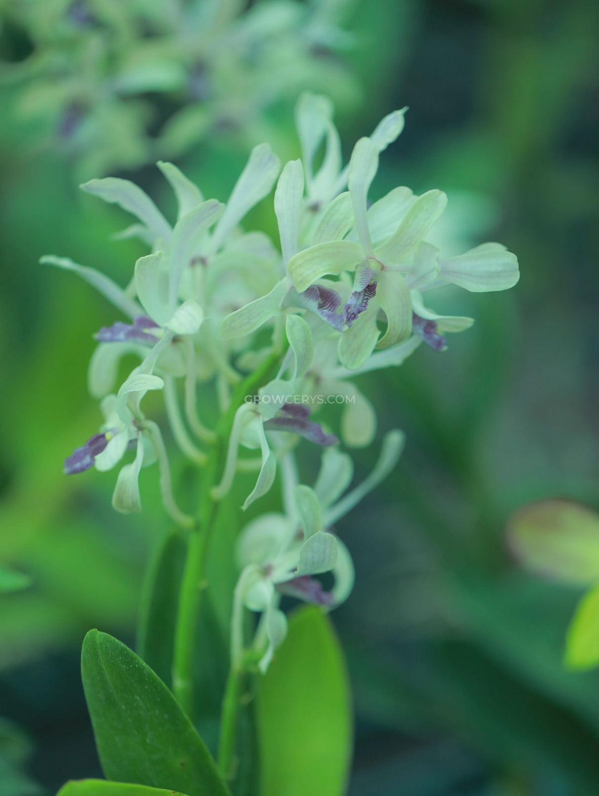Dendrobium Nguang Chang