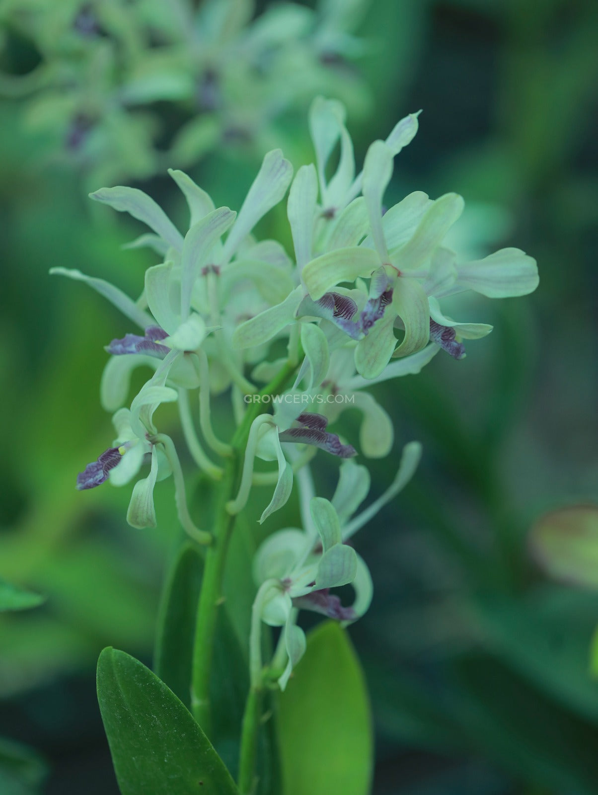 Dendrobium Nguang Chang
