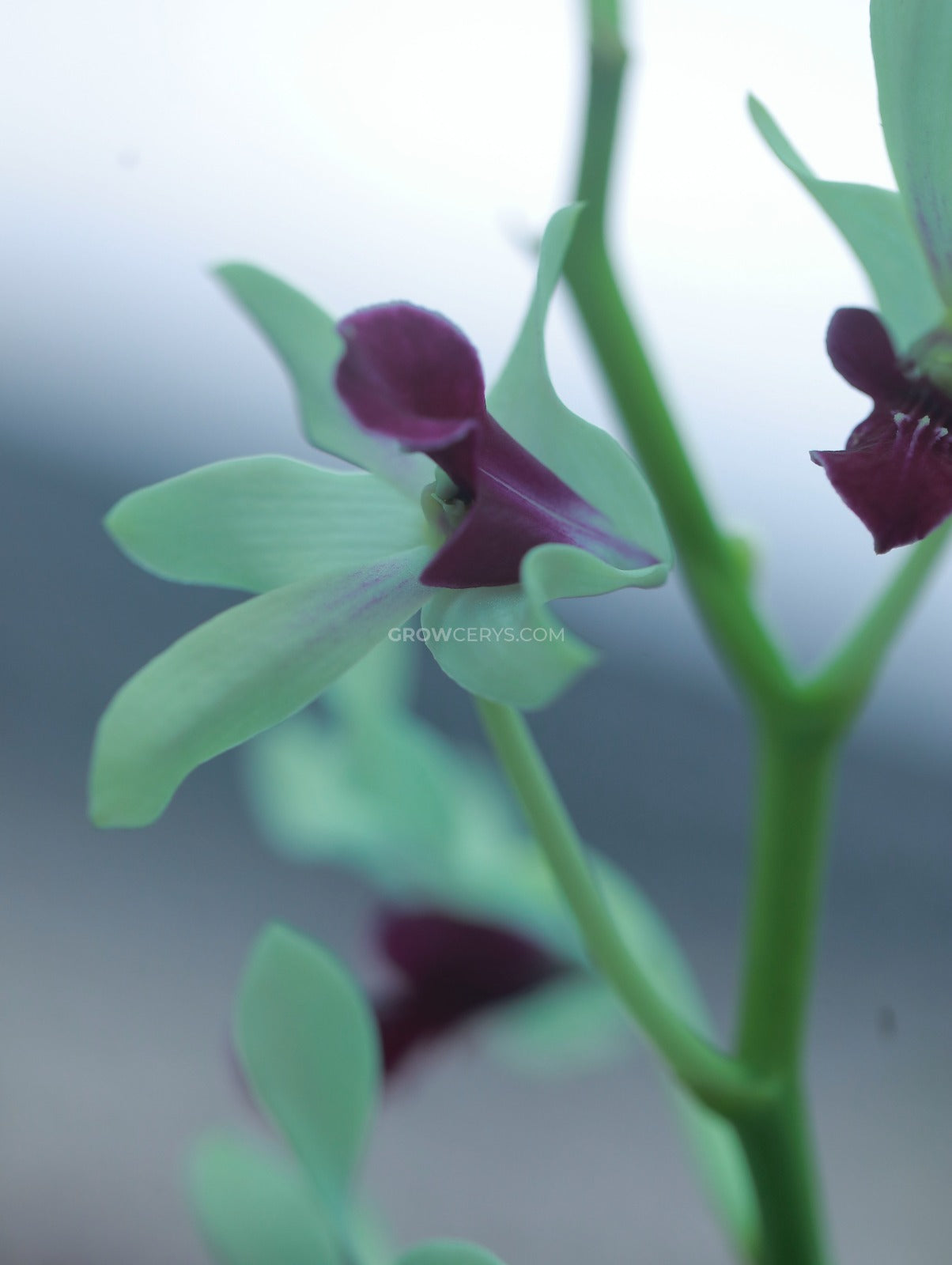 Dendrobium Messangnil Ear Short