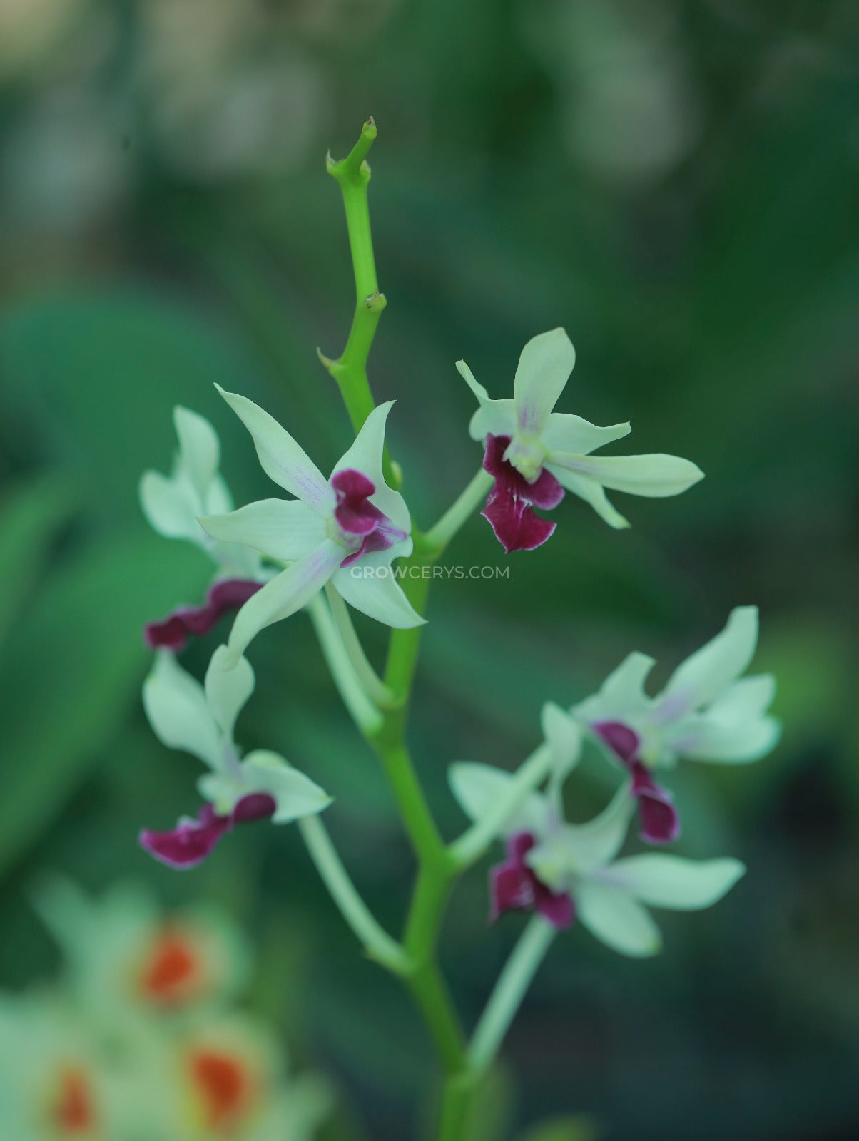 Dendrobium Messangnil Ear Short