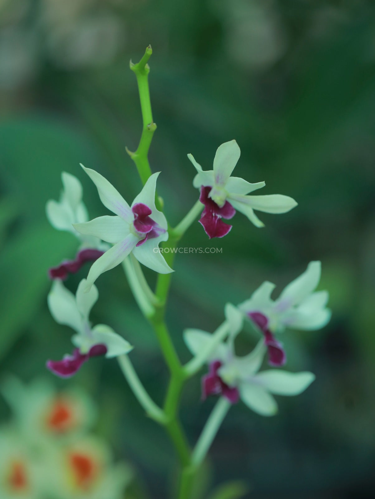 Dendrobium Messangnil Ear Short