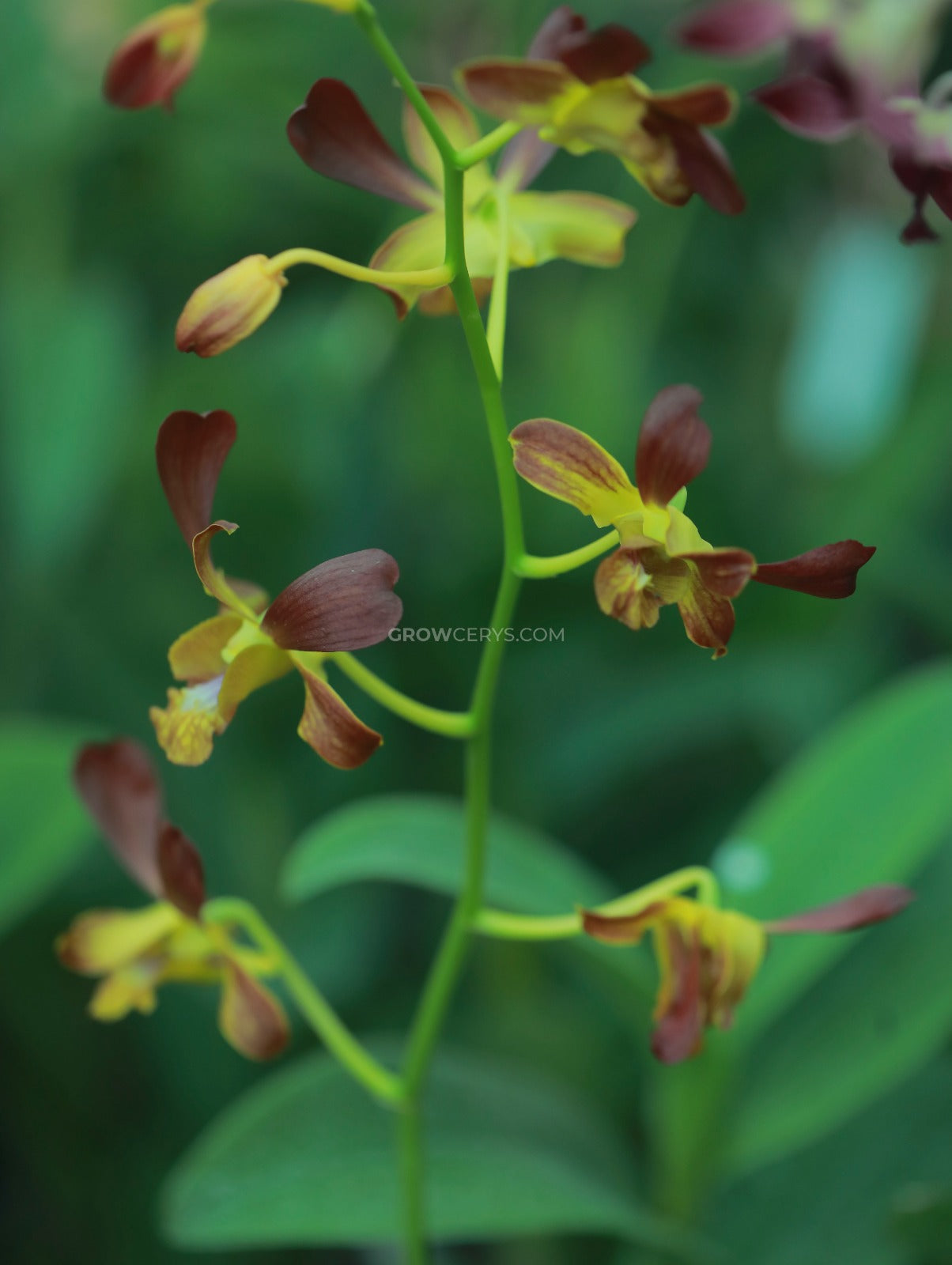 Dendrobium Yellow Red Horn