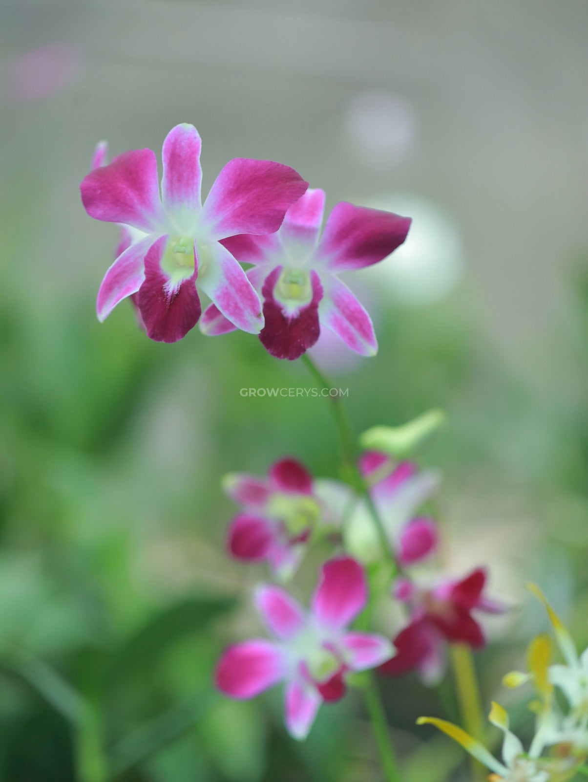Dendrobium Sonia Earsakul