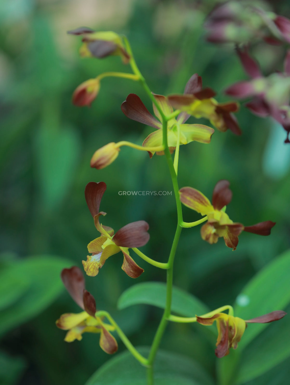 Dendrobium Yellow Red Horn