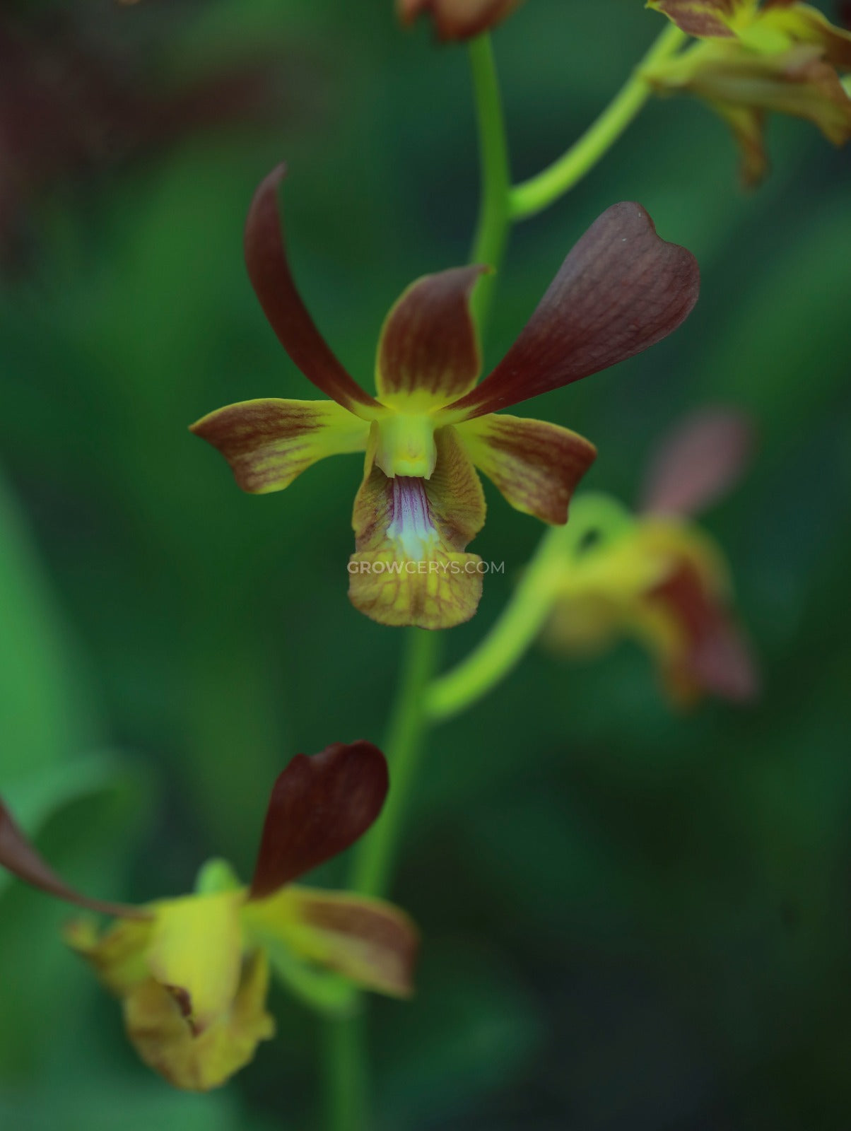 Dendrobium Yellow Red Horn