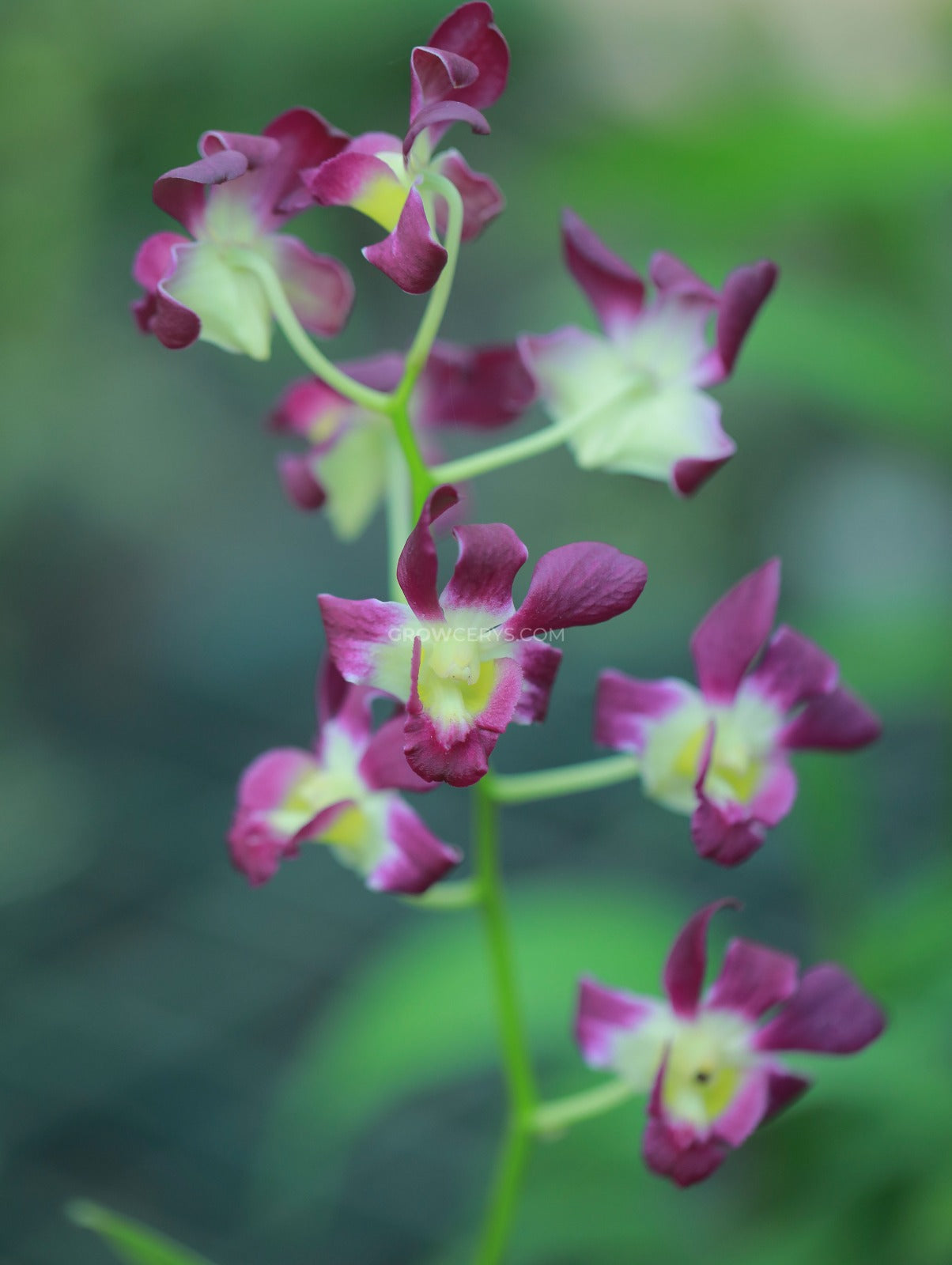 Dendrobium Burana Sunshine