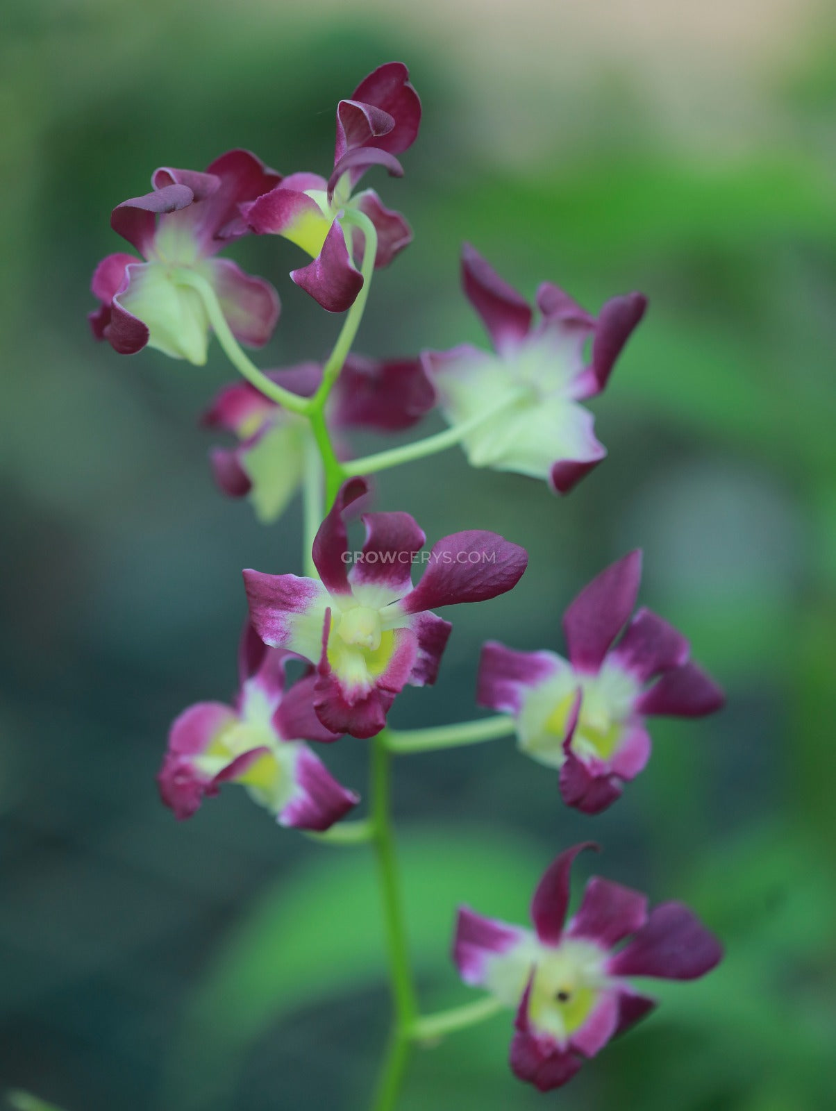 Dendrobium Burana Sunshine