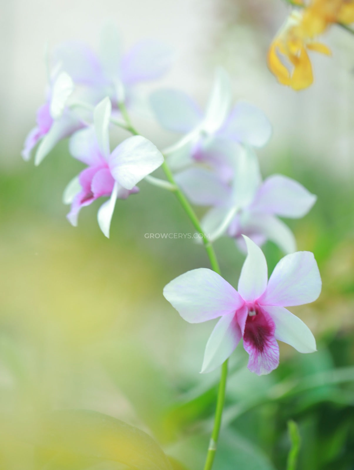 Dendrobium Pakboong