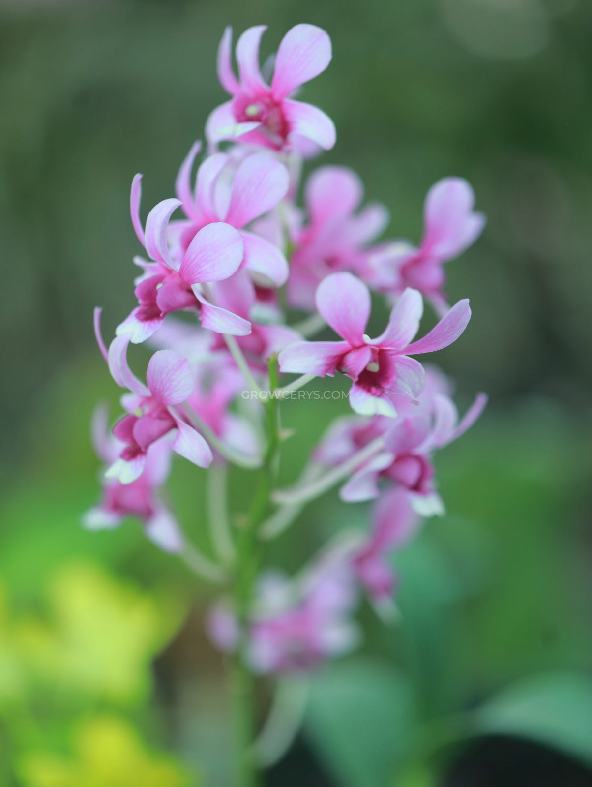 Dendrobium Pink Cherry