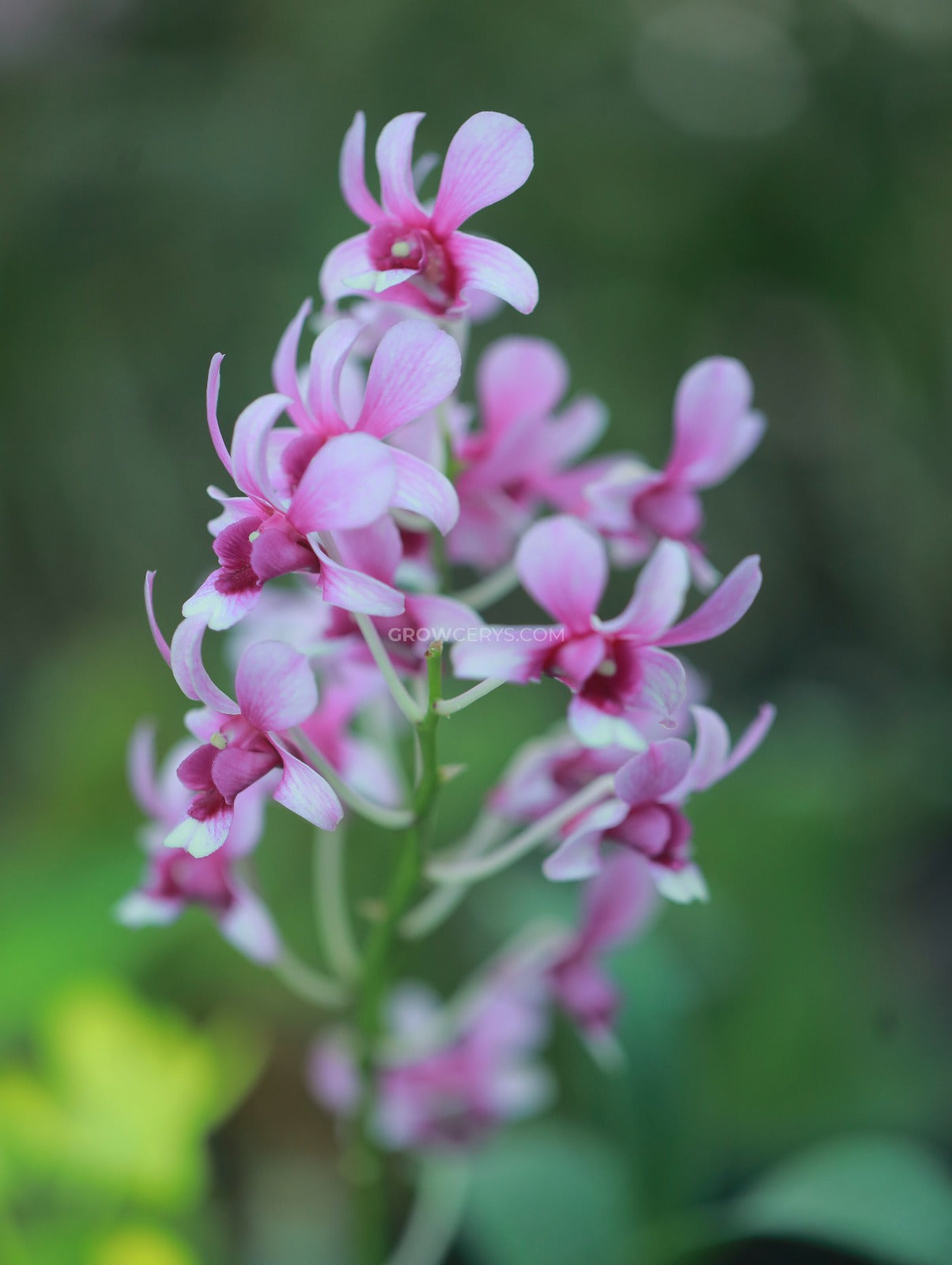 Dendrobium Pink Cherry