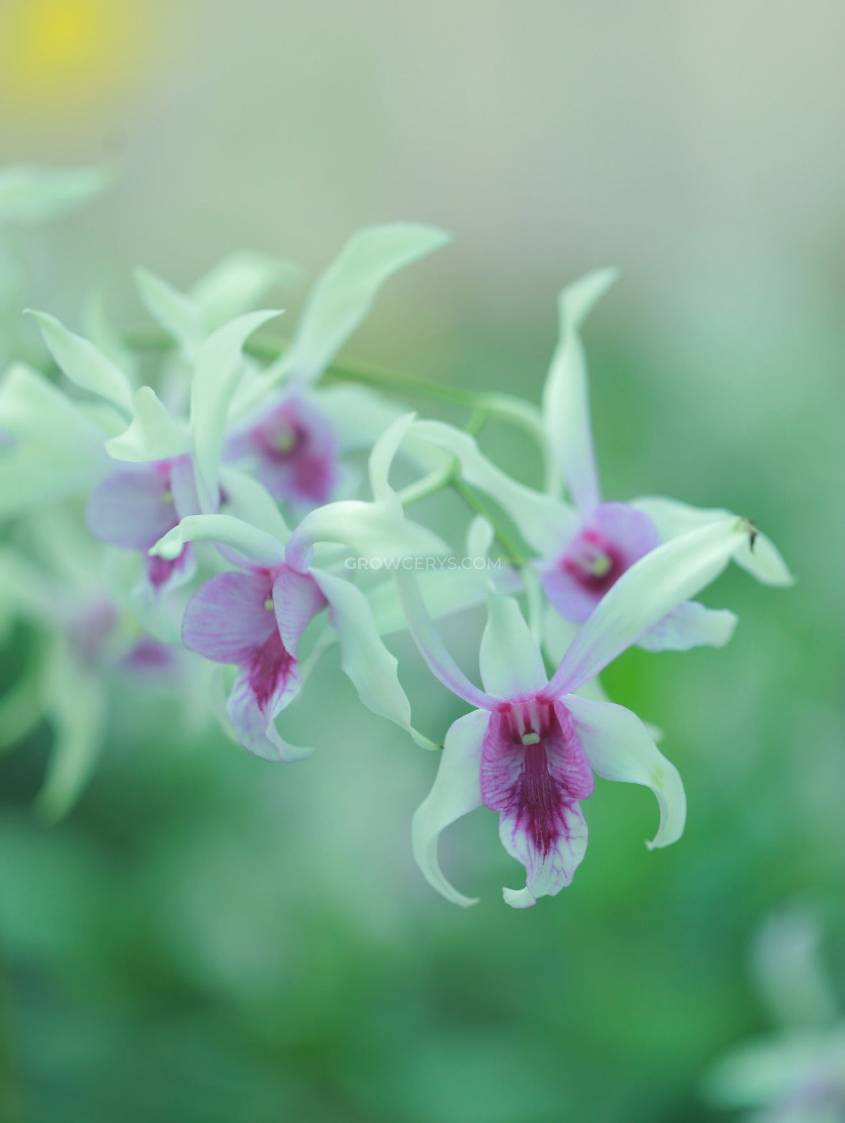 Dendrobium Caeser Chaid