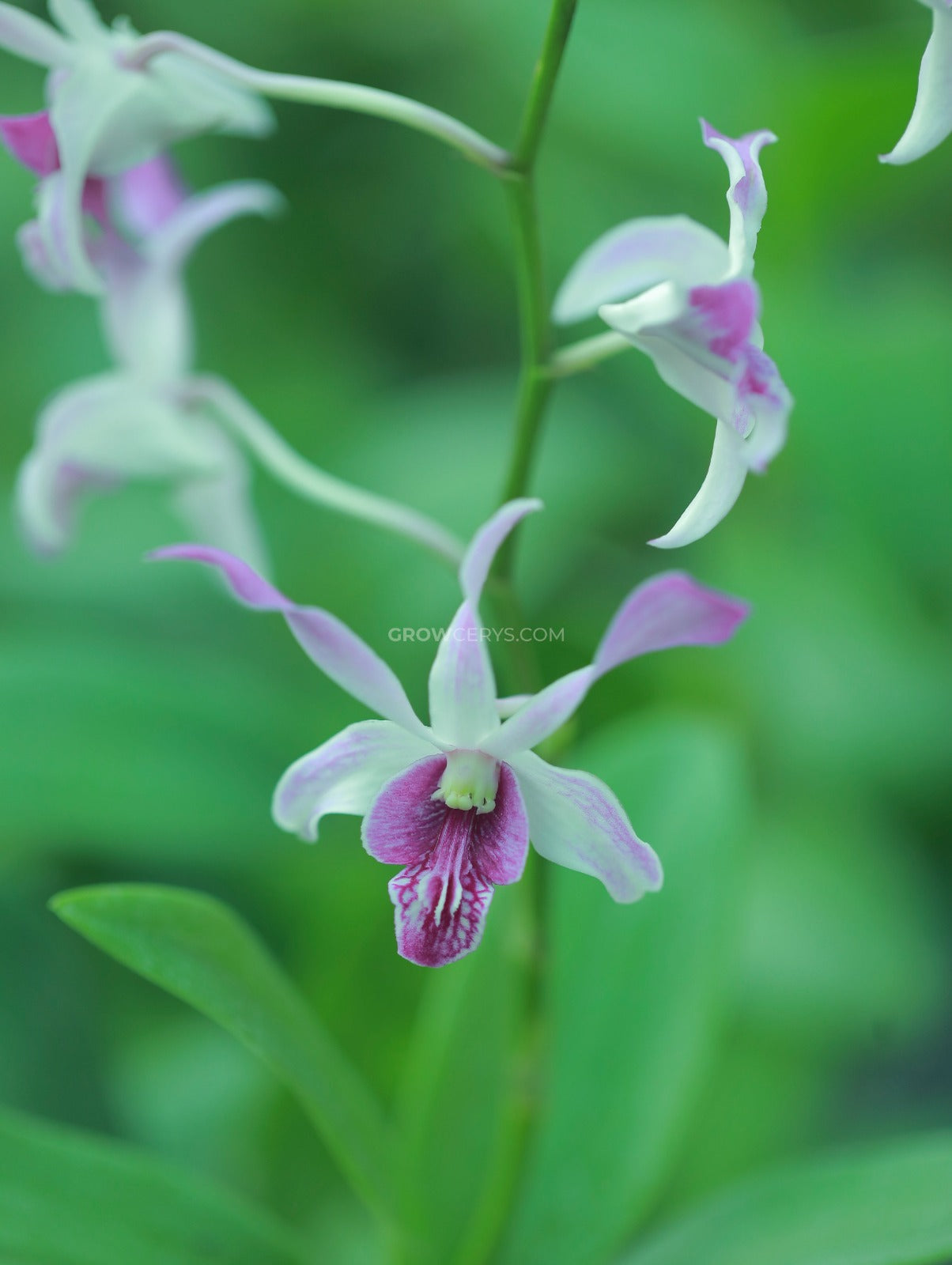 Dendrobium Caesar Warawan