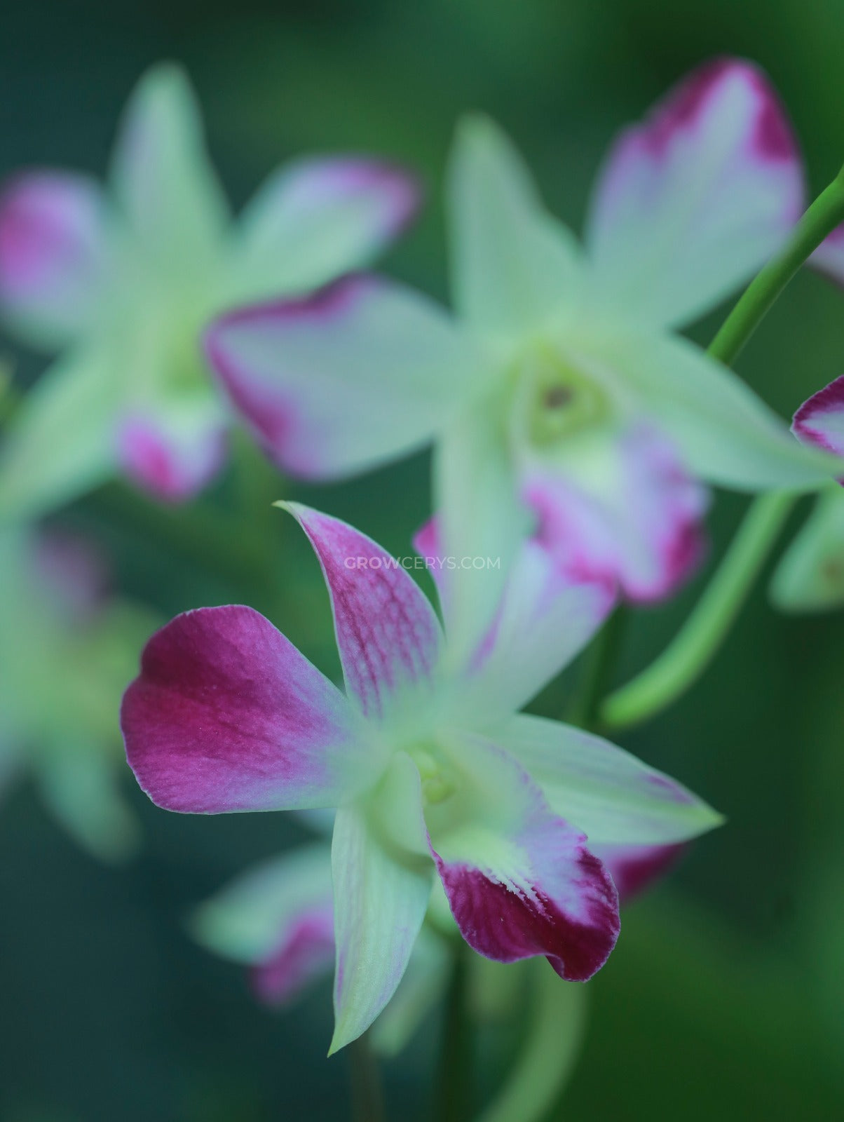 Dendrobium Erasakul Splash