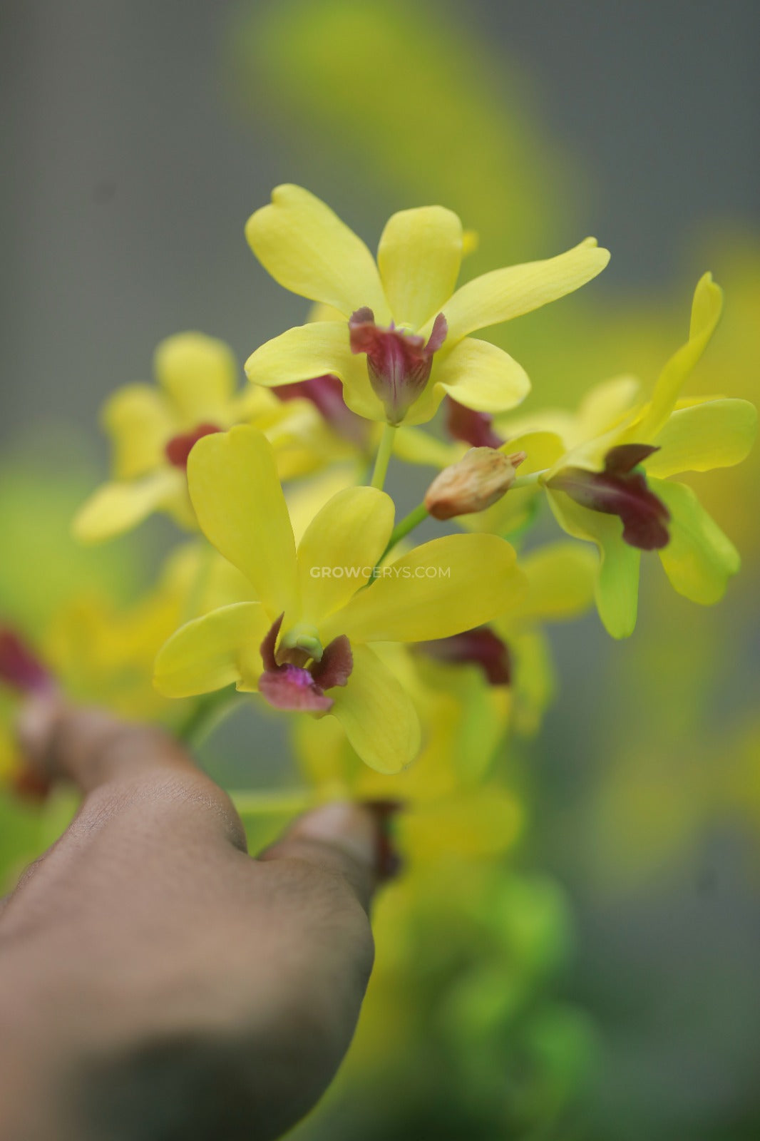 Dendrobium Sakda Gold