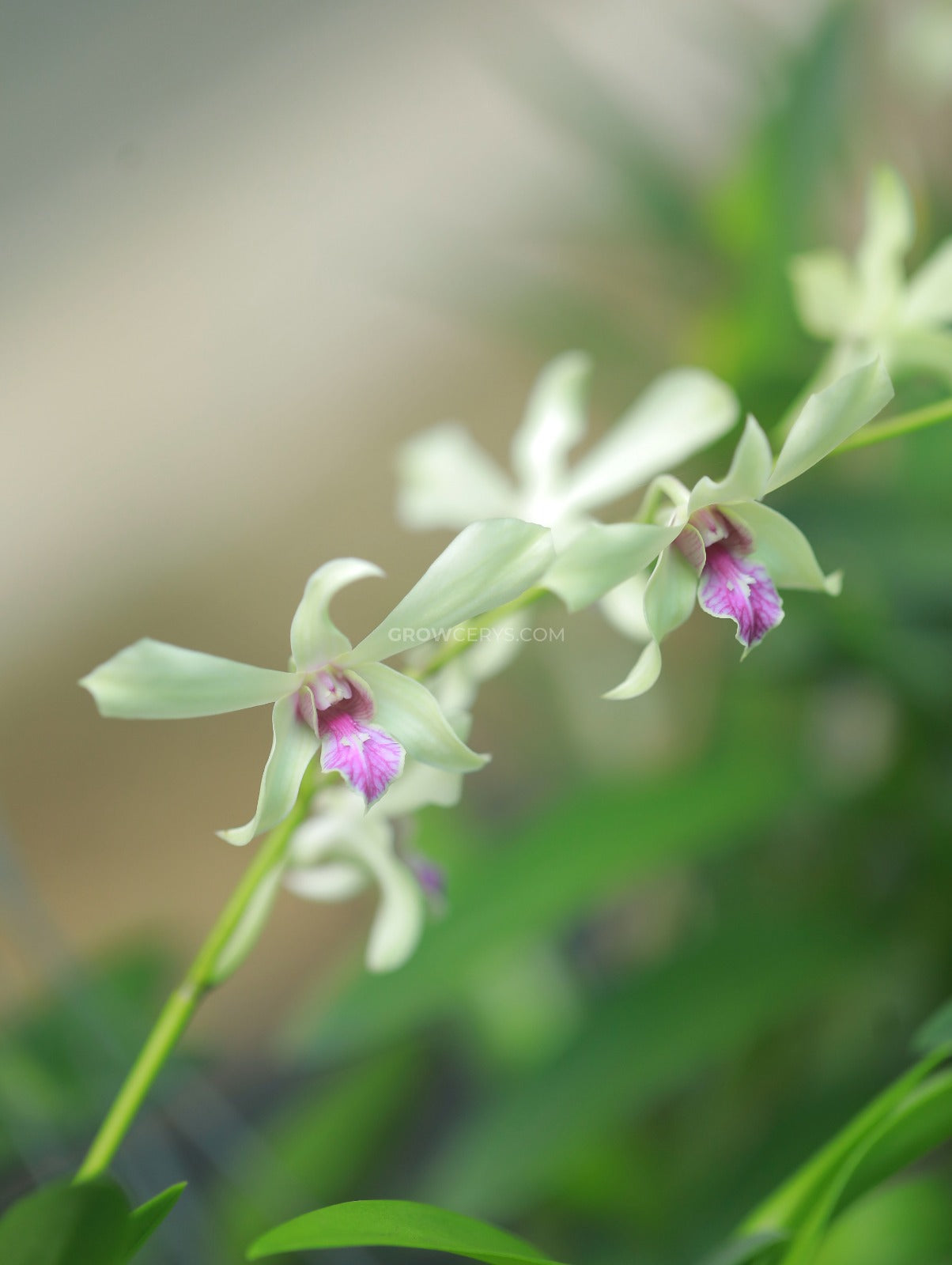 Dendrobium Caesar Bangkok