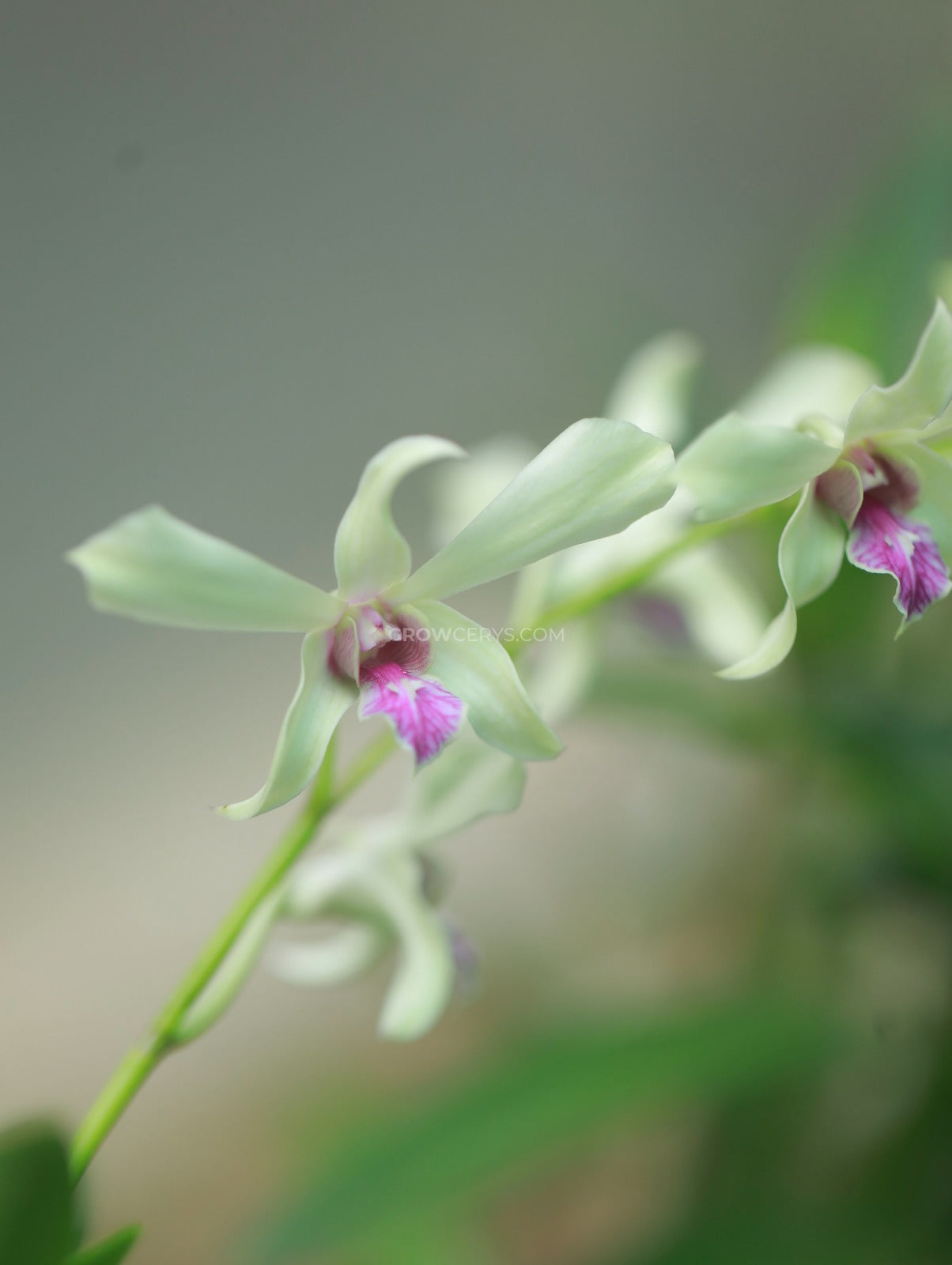 Dendrobium Caesar Bangkok
