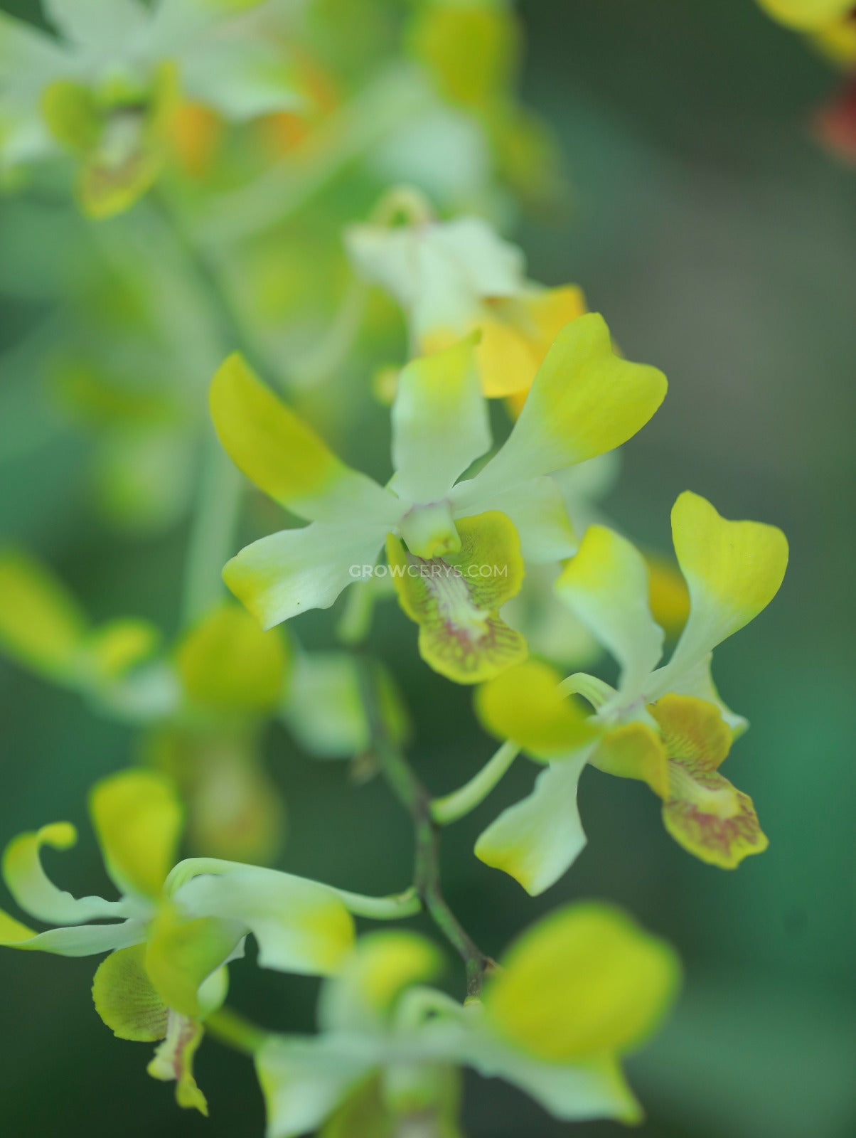 Dendrobium Burana Jade Black Stems
