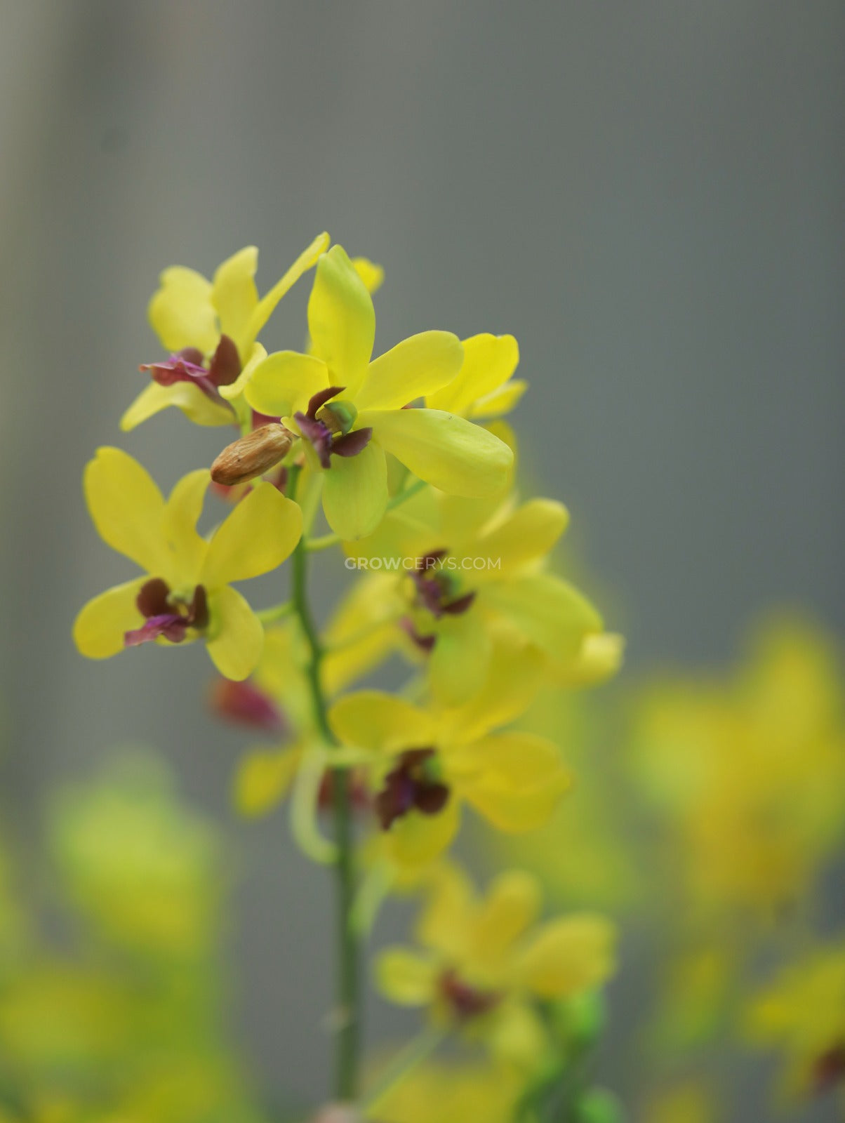 Dendrobium Sakda Gold
