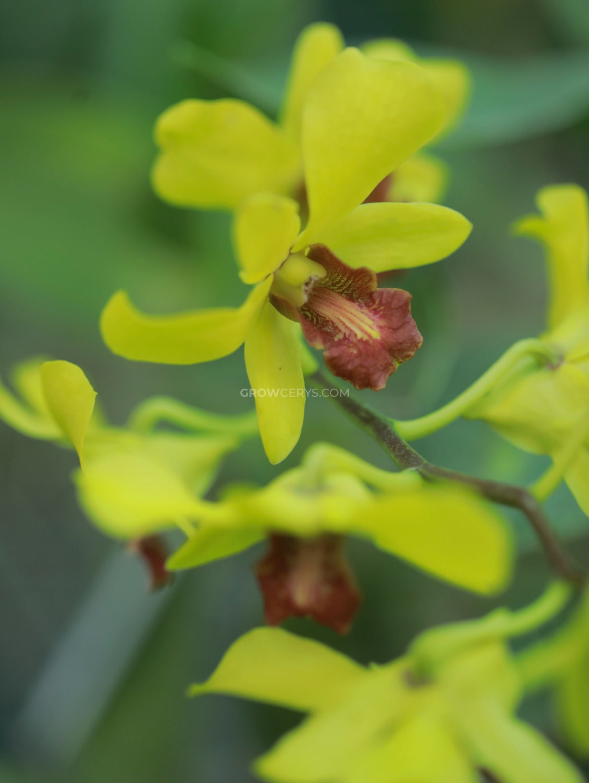 Dendrobium Airy Gold