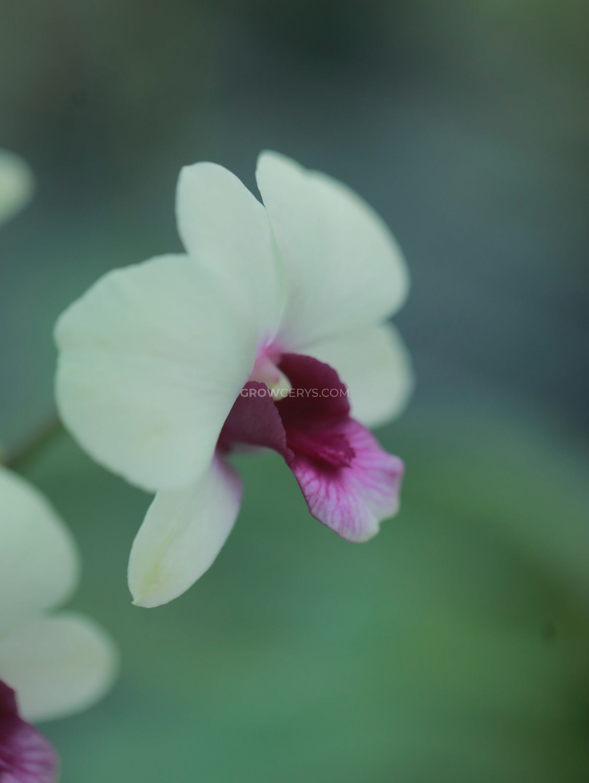 Dendrobium Jade Junior