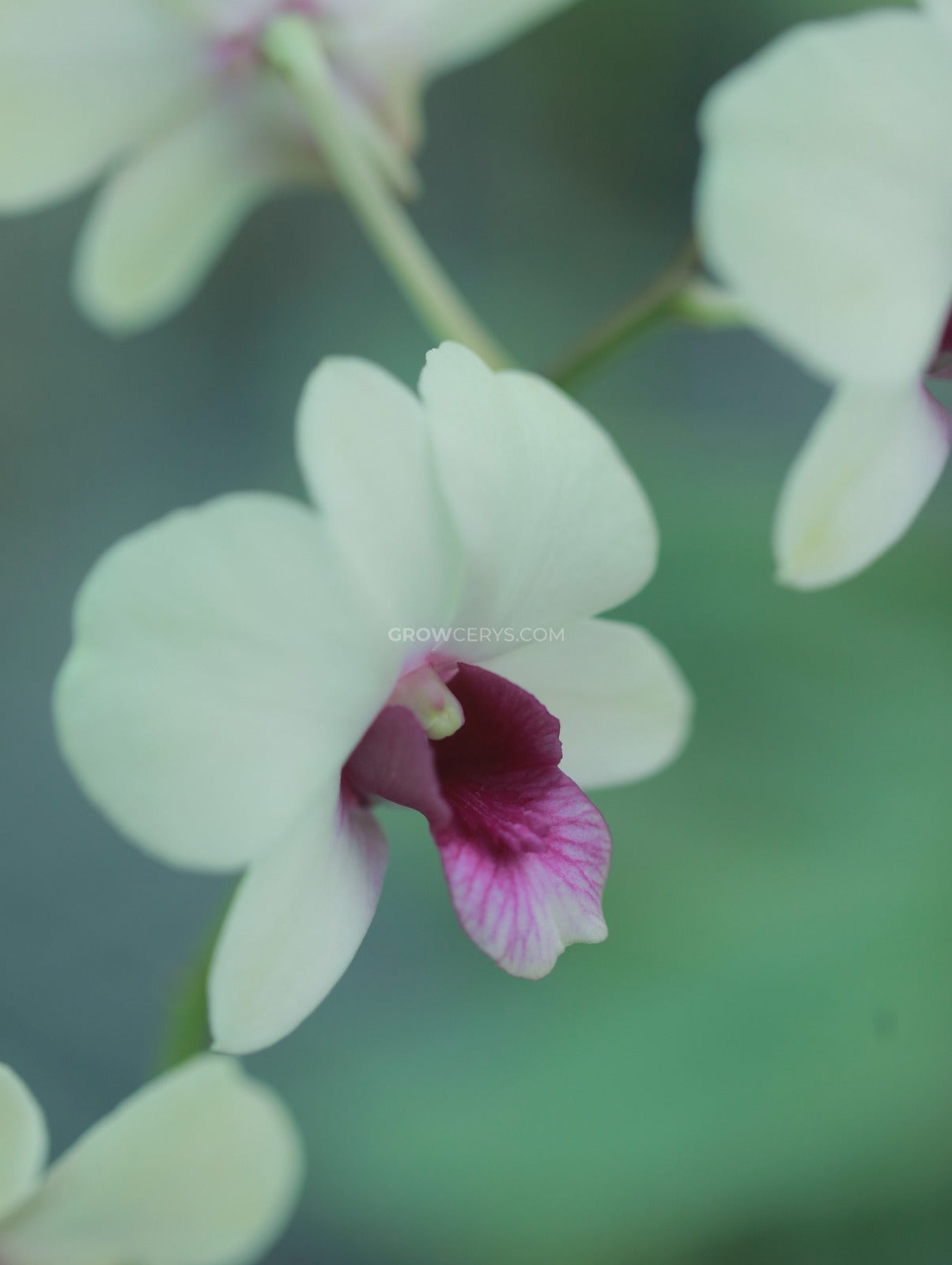 Dendrobium Jade Junior