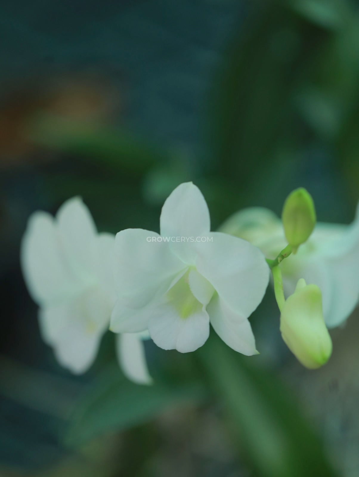 Dendrobium Airy Snow
