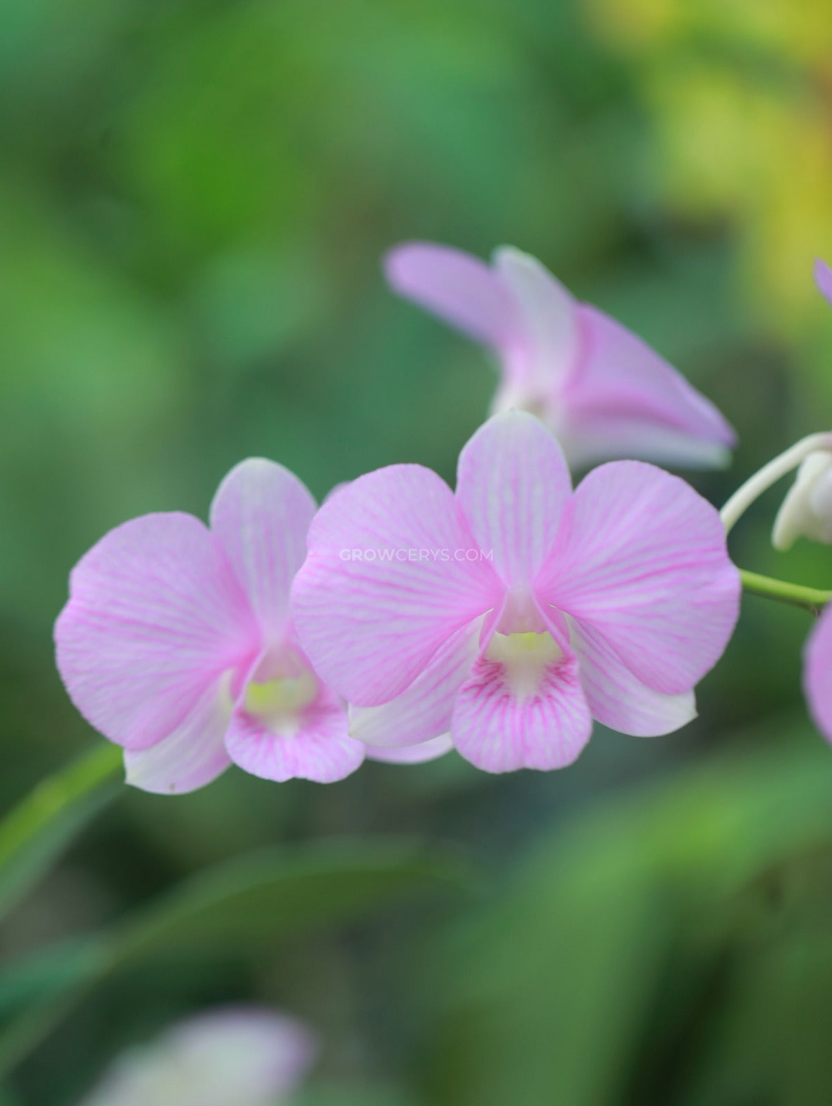 Dendrobium Airy Fancy Pink