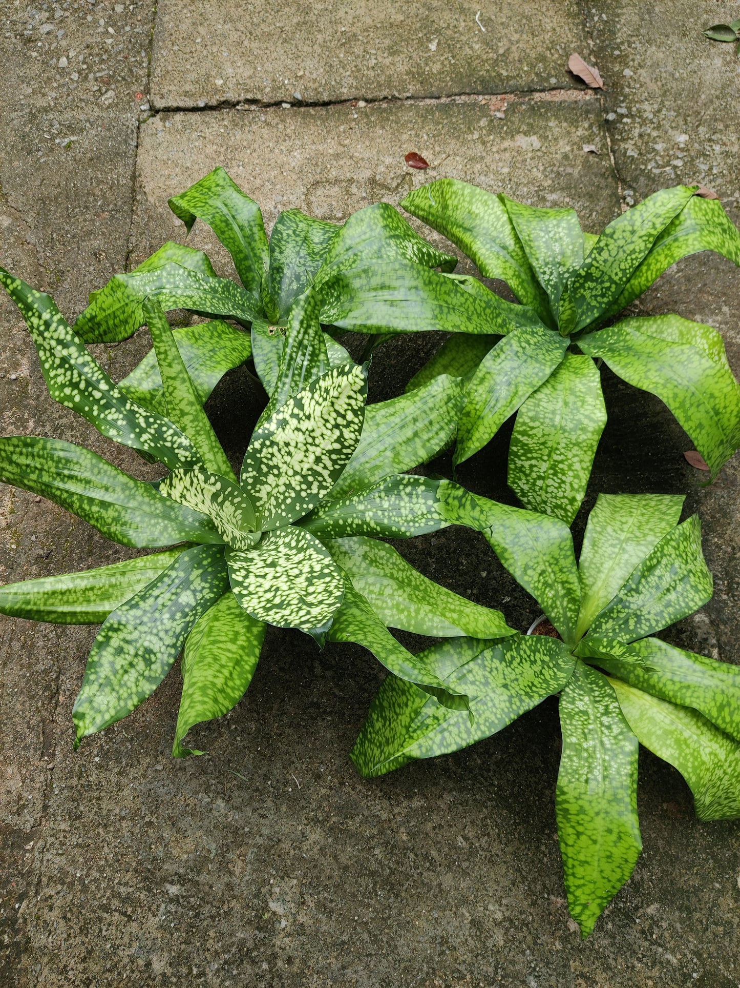 Dracaena Stardust Spotted Variegated
