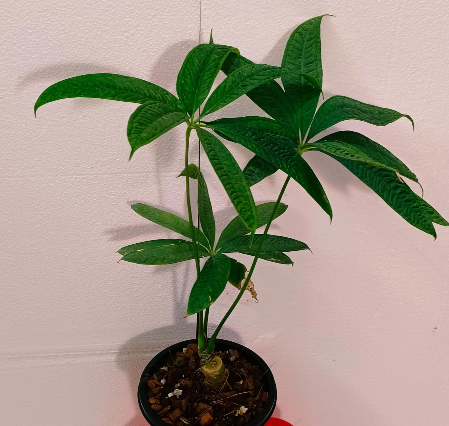 Anthurium Croatii 'Corrugado'