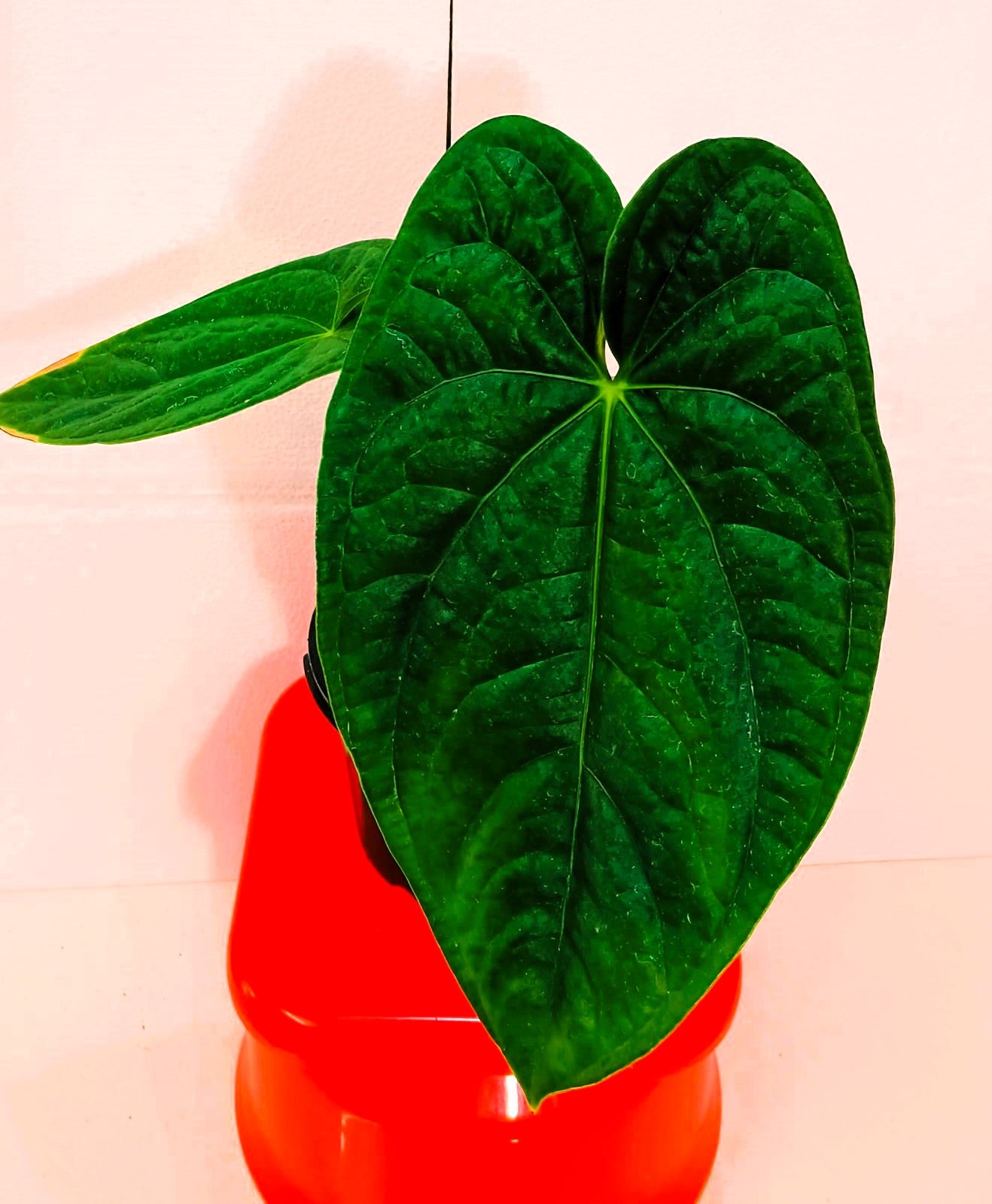 Anthurium Black Diamond