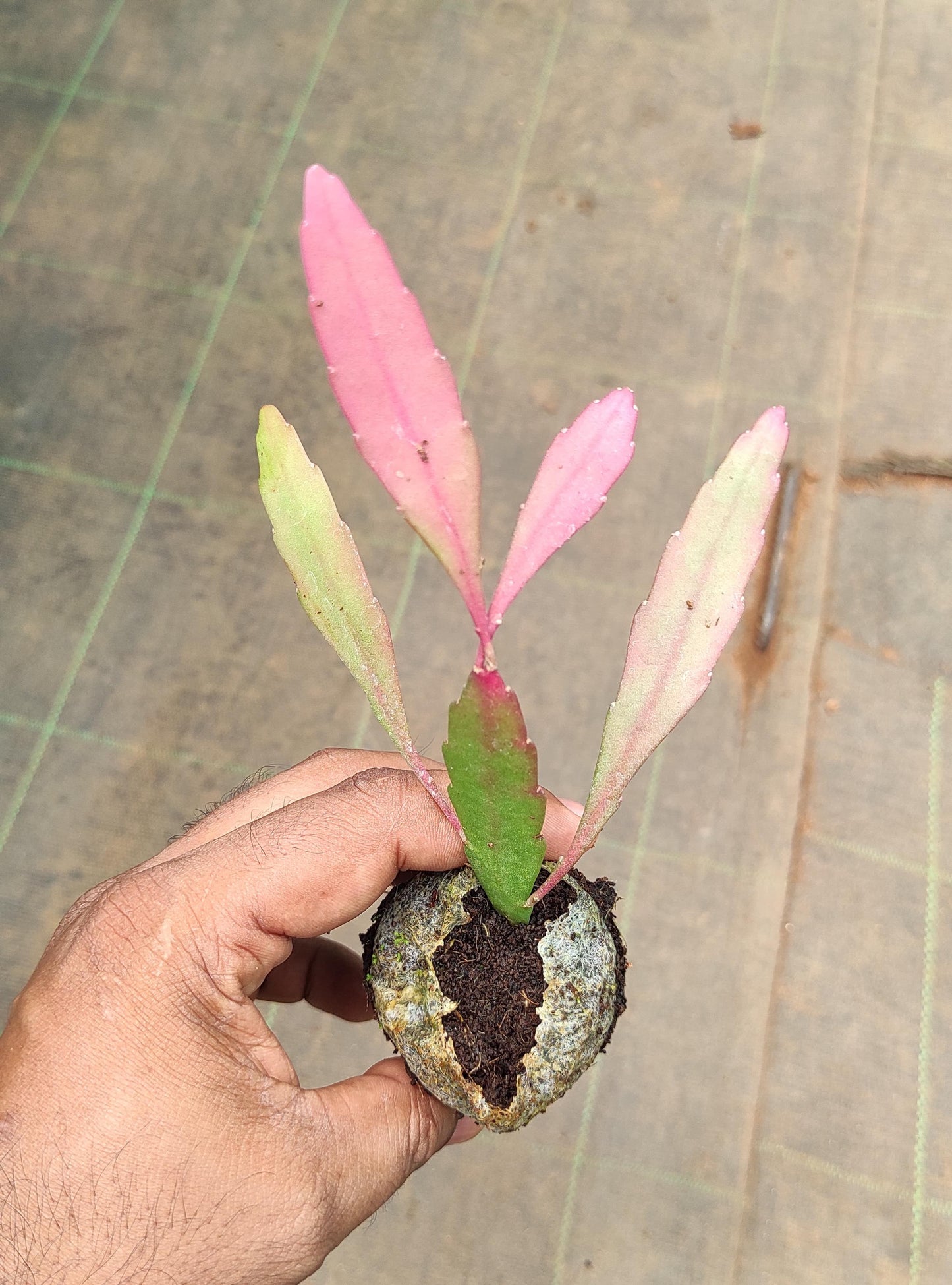 Rhipsalis Red / Pseudorhipsalis Ramulosa