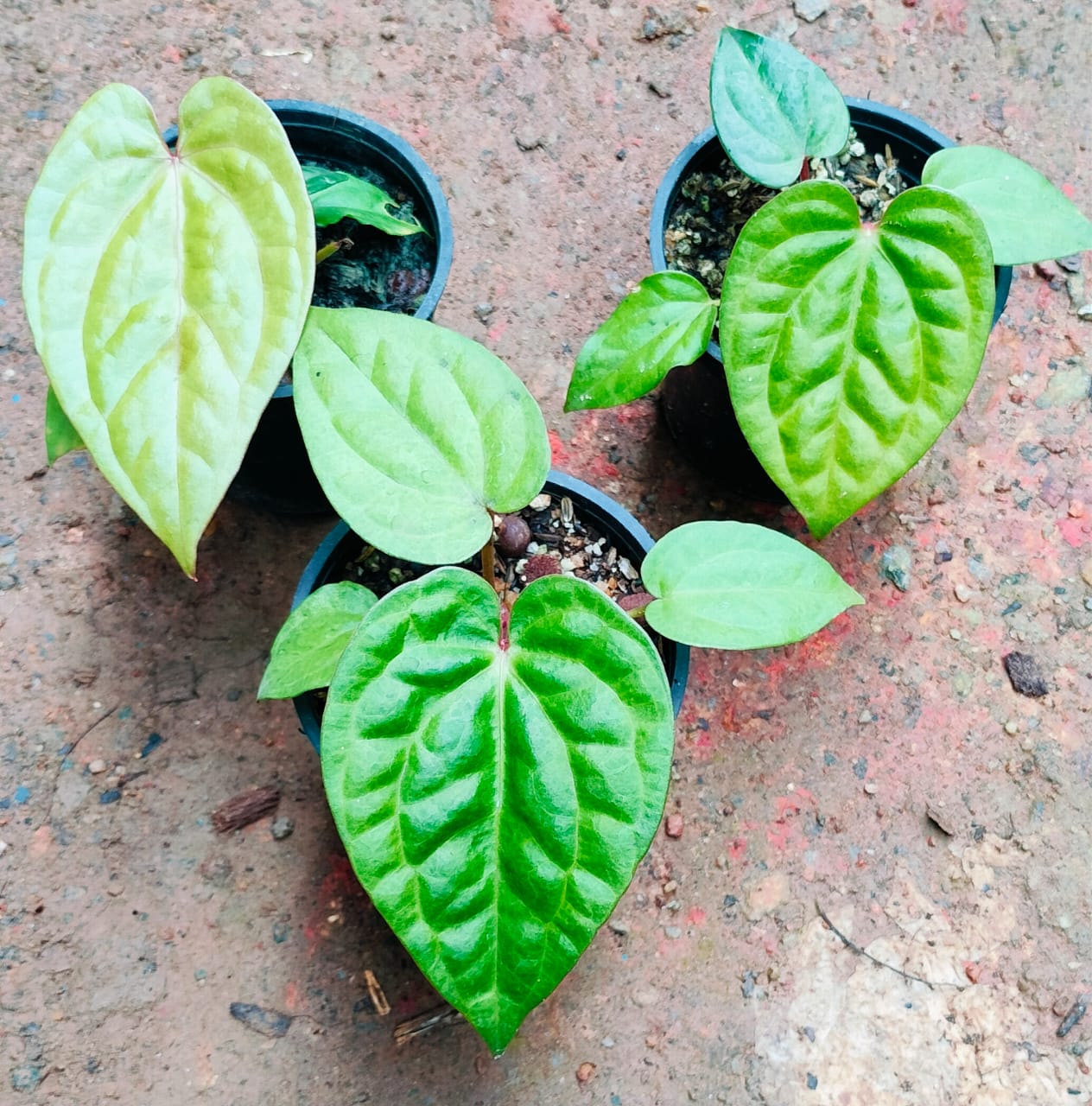 Anthurium Luxurian X Besseae