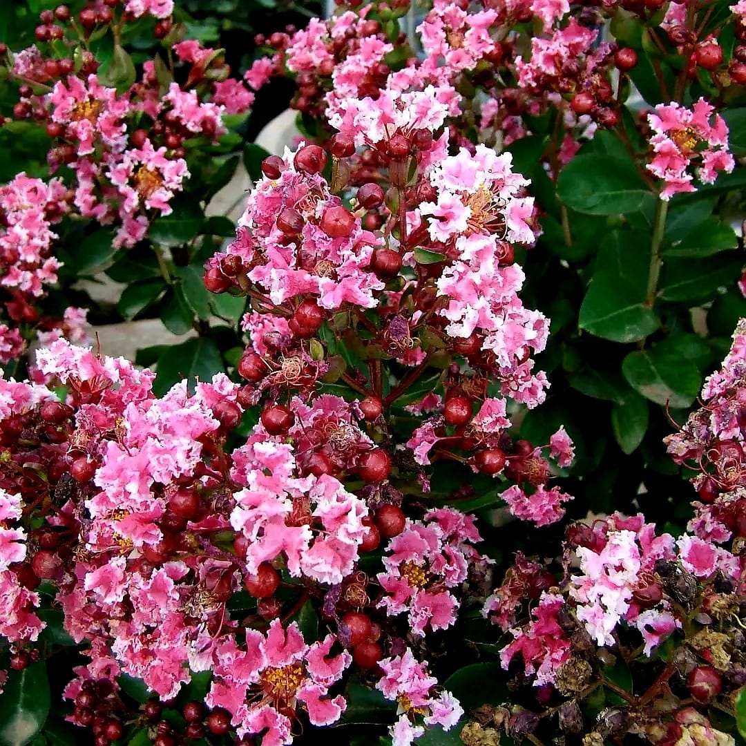 Crape myrtle Peppermint / Bicolor lagerstroemia / lagerstroemia indica berlingot menthe