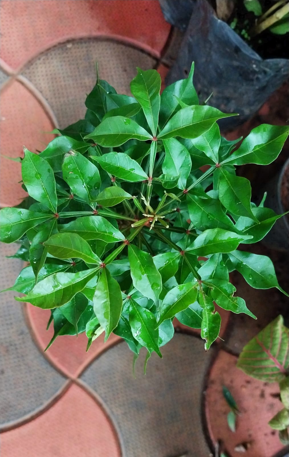 Quassia Amara Miniature