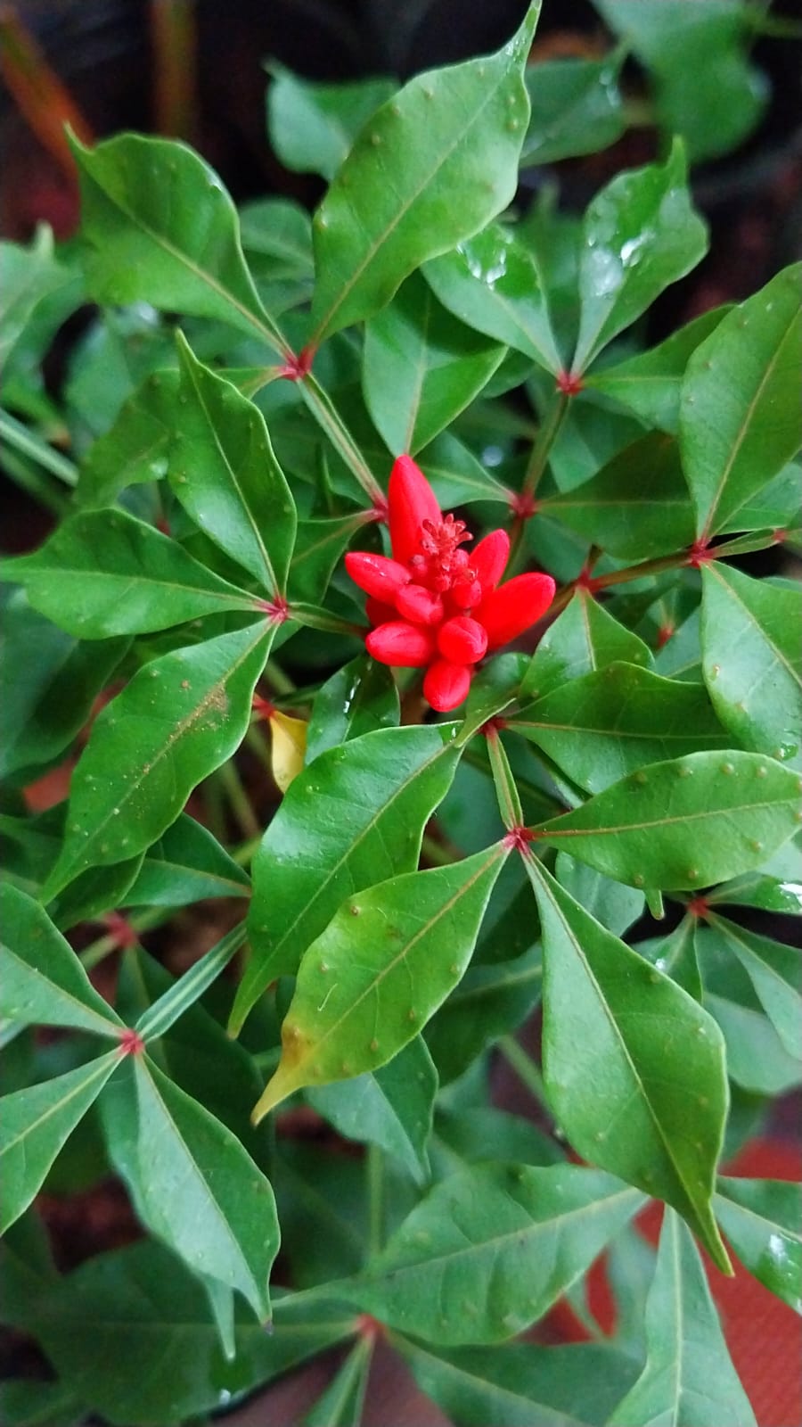 Quassia Amara Miniature