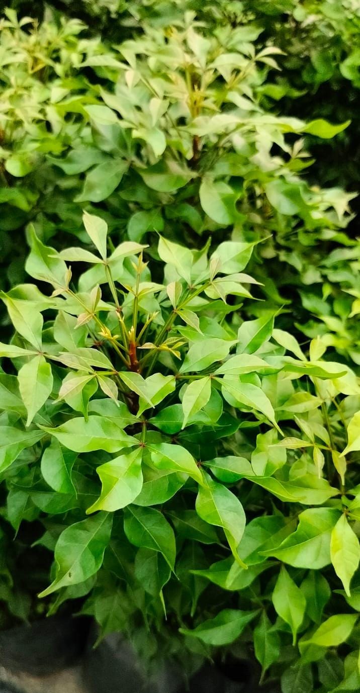 Quassia Amara Miniature