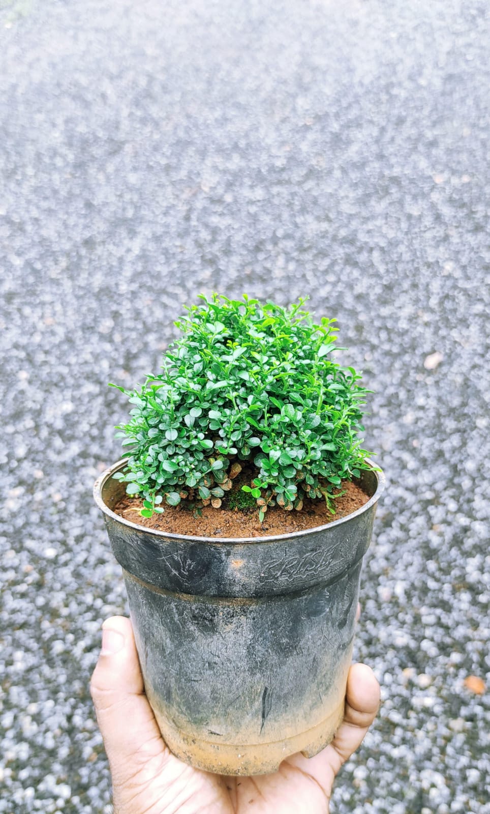 Murraya Miniature