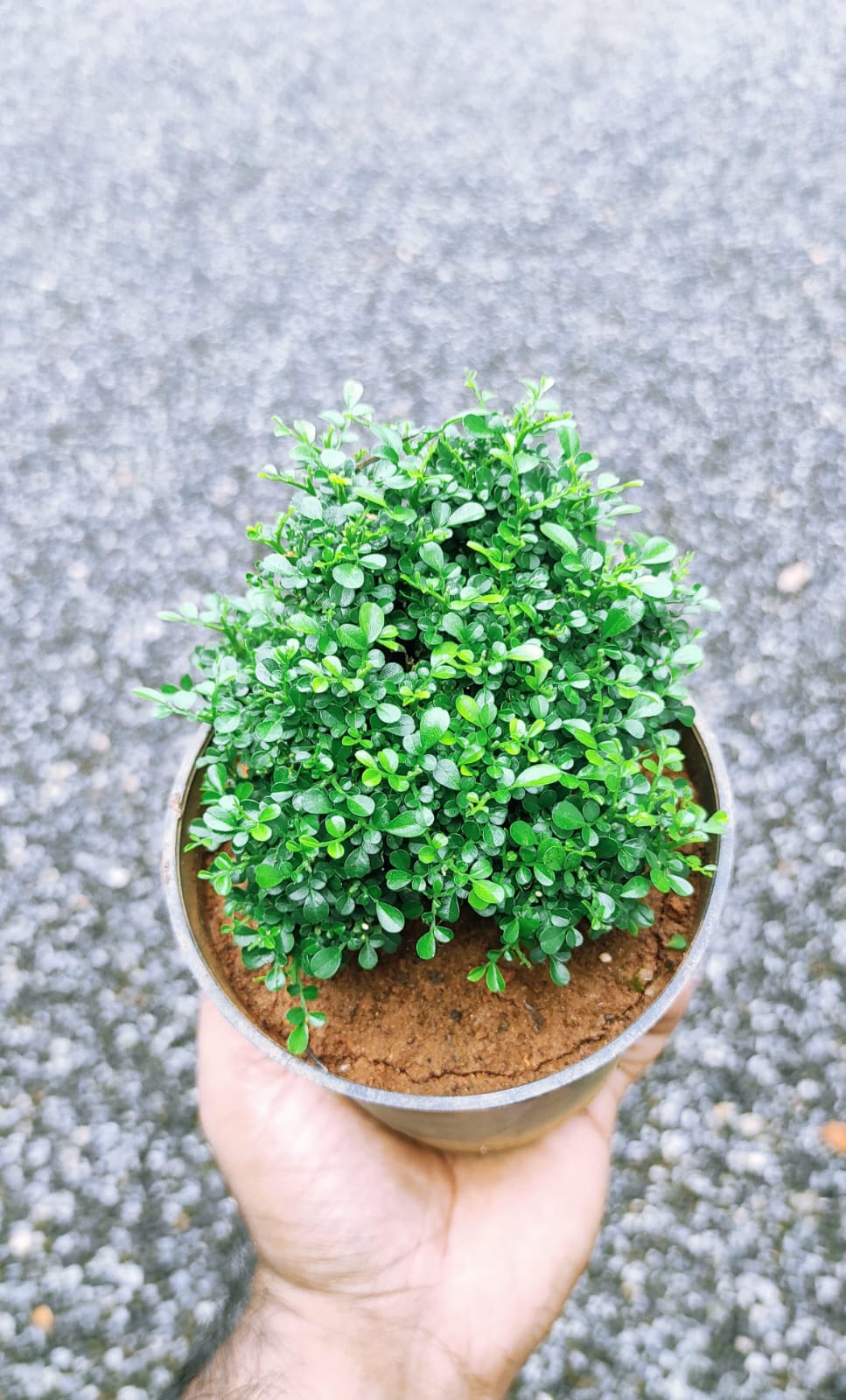 Murraya Miniature