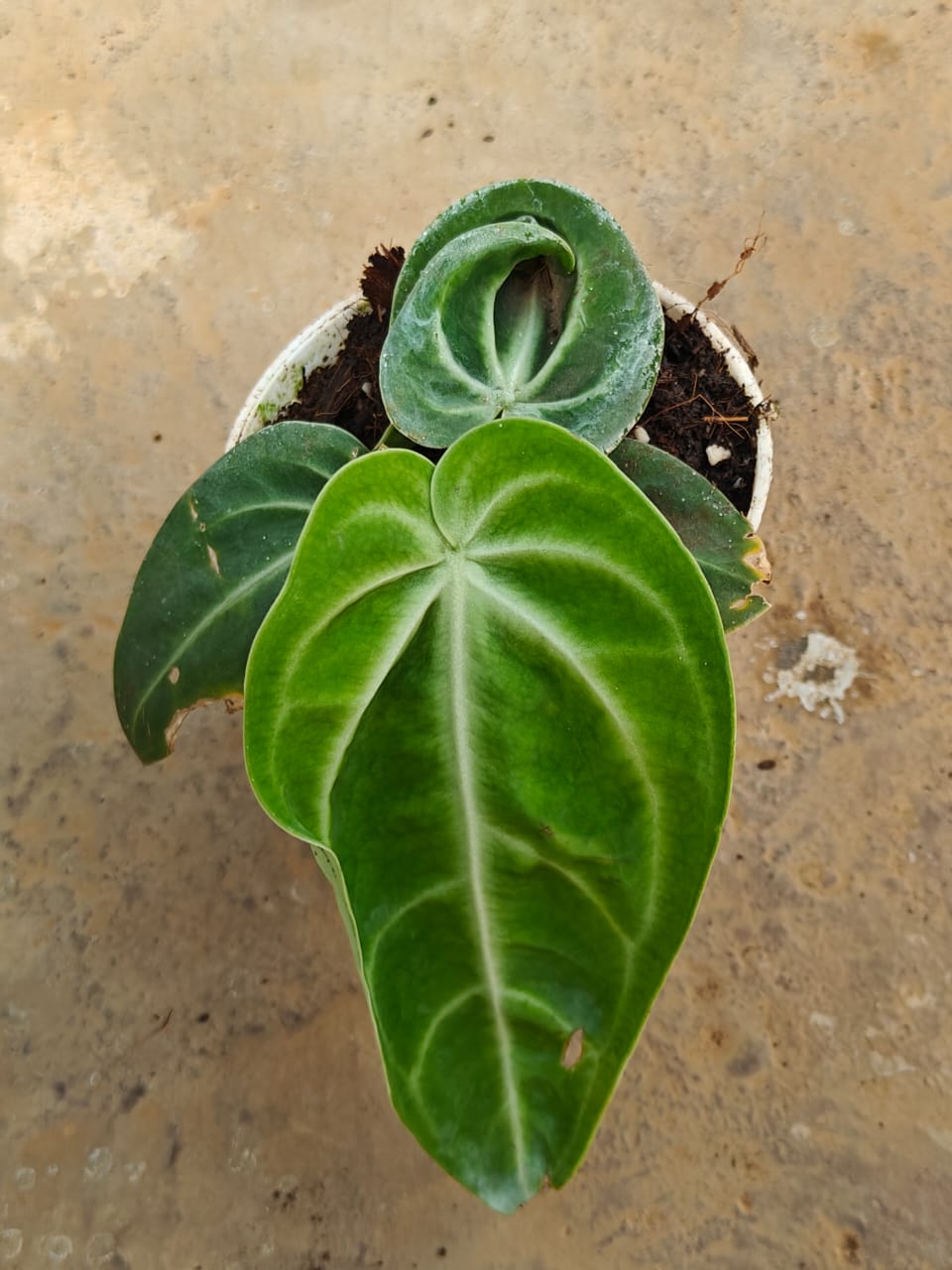 Anthurium Villenaorum ' Juvenile '