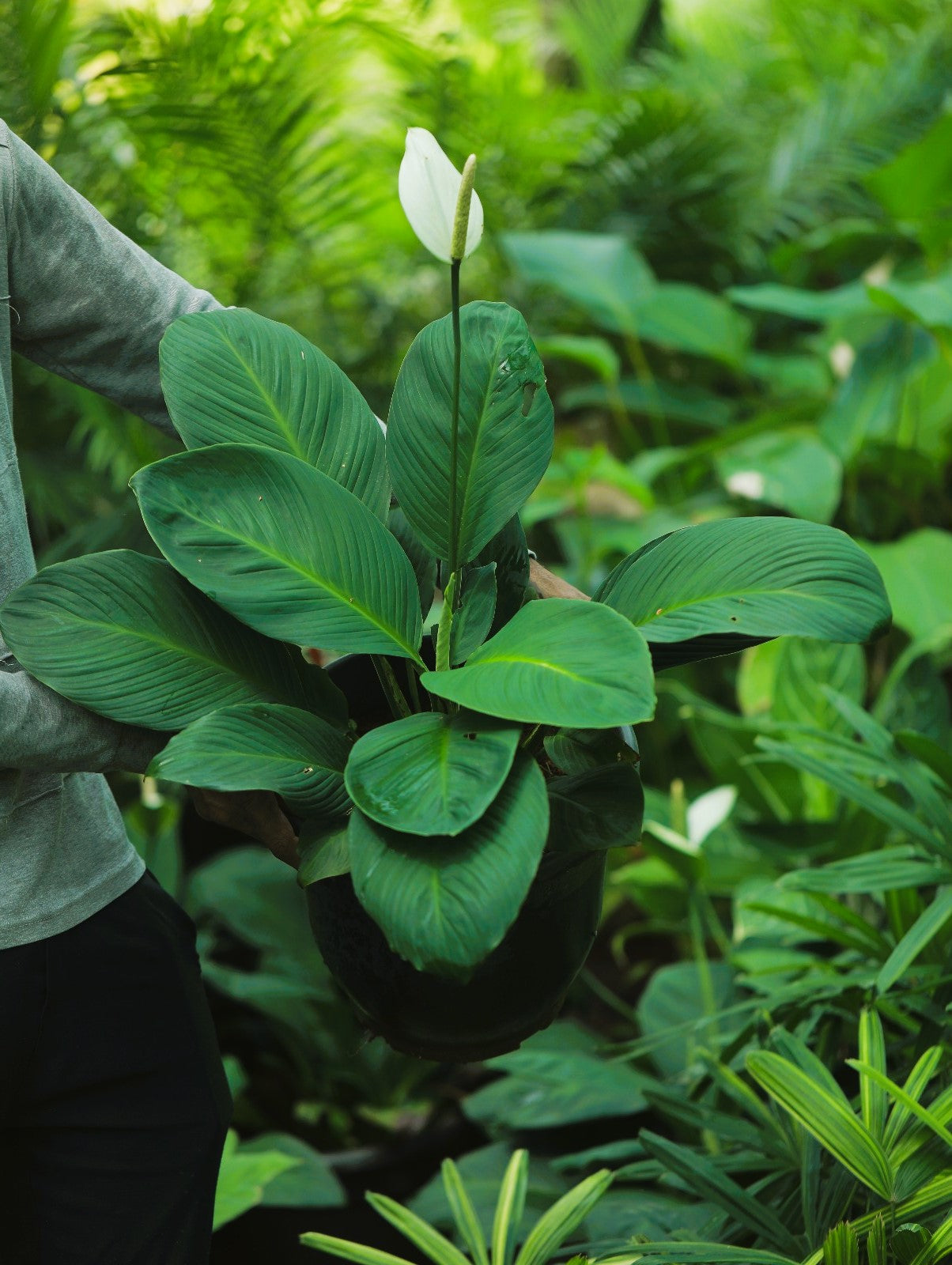 peace lily india Peace Lily Spathiphyllum 2.5 ft plant : Buy Plant Online In India – Growcerys