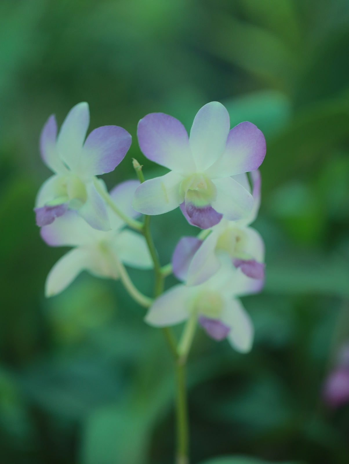 Dendrobium Arredang Light Blue