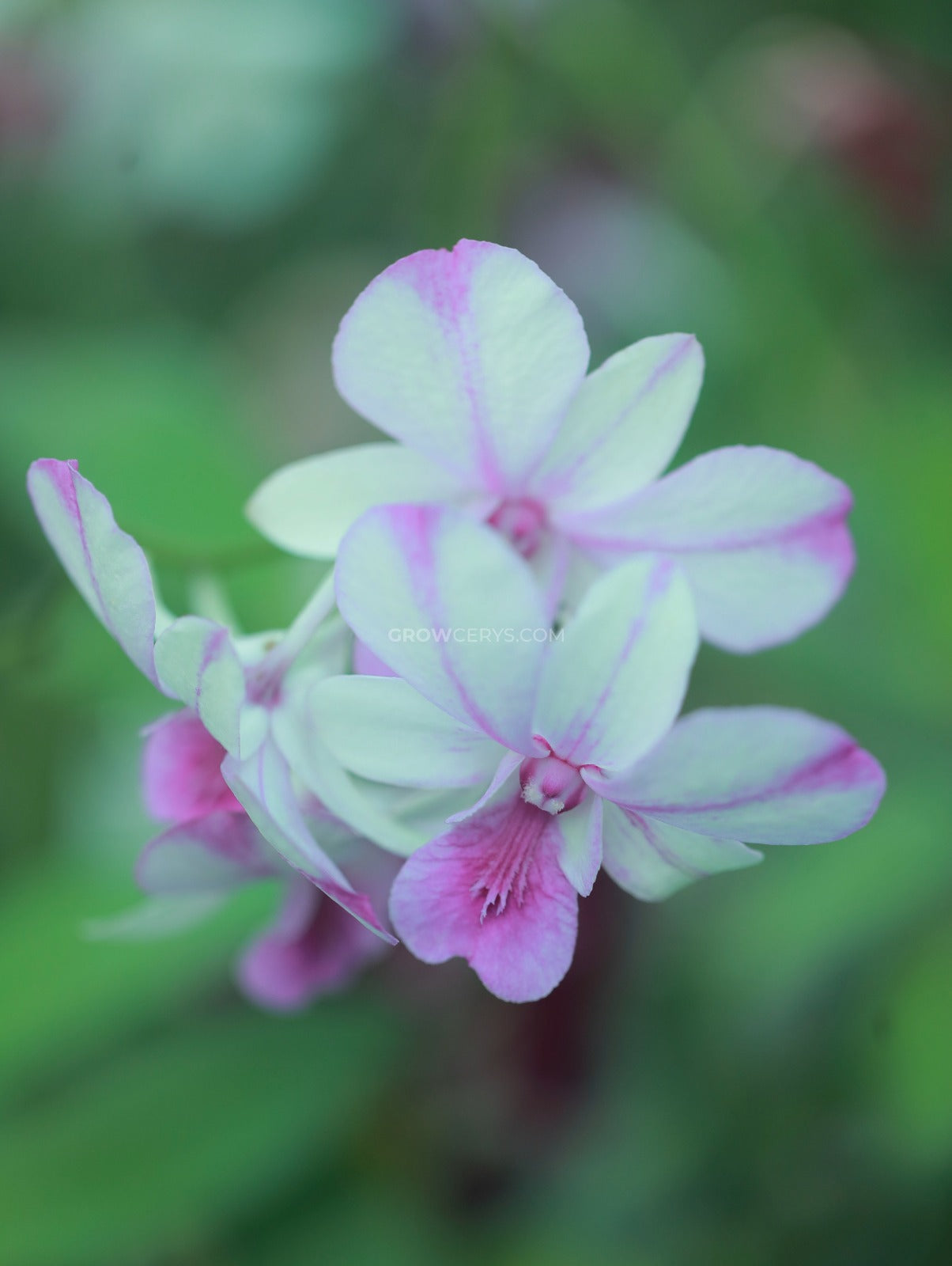Dendrobium Popey