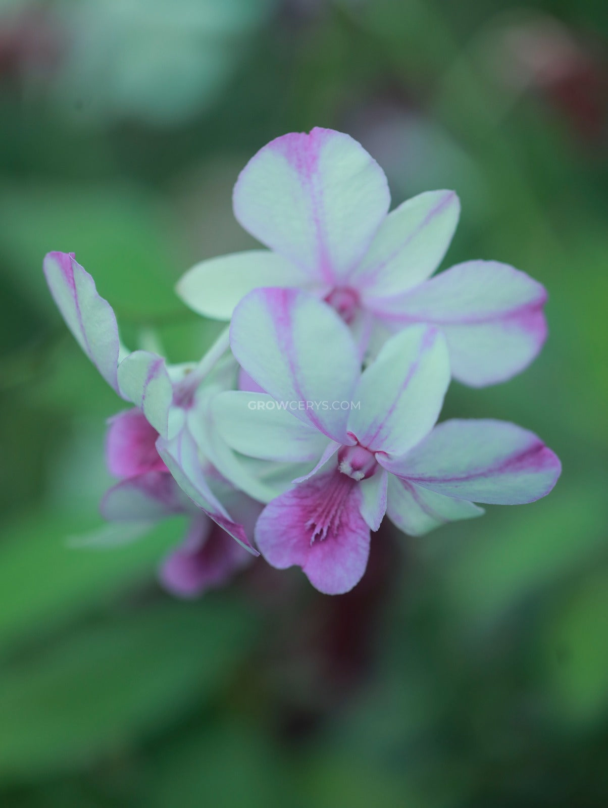 Dendrobium Popey