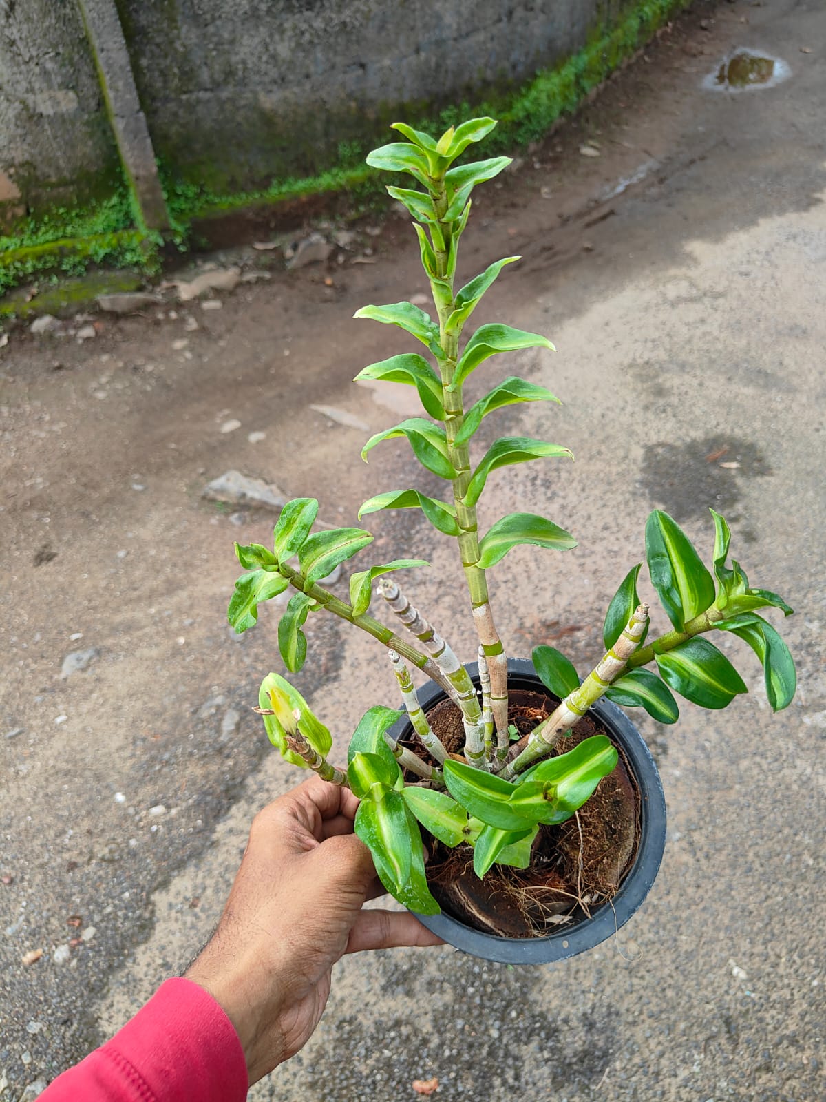 Dendrobium Rungakamol Mutation