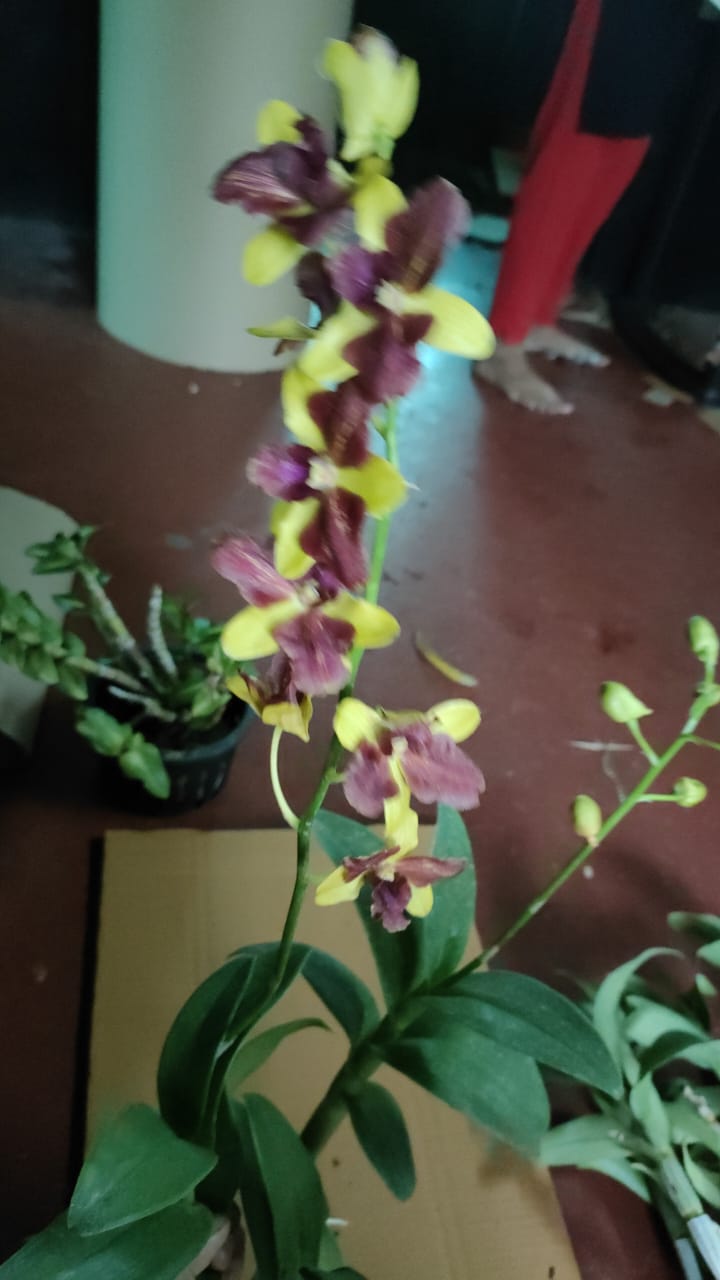 Dendrobium Thong Chai Gold Three Lips