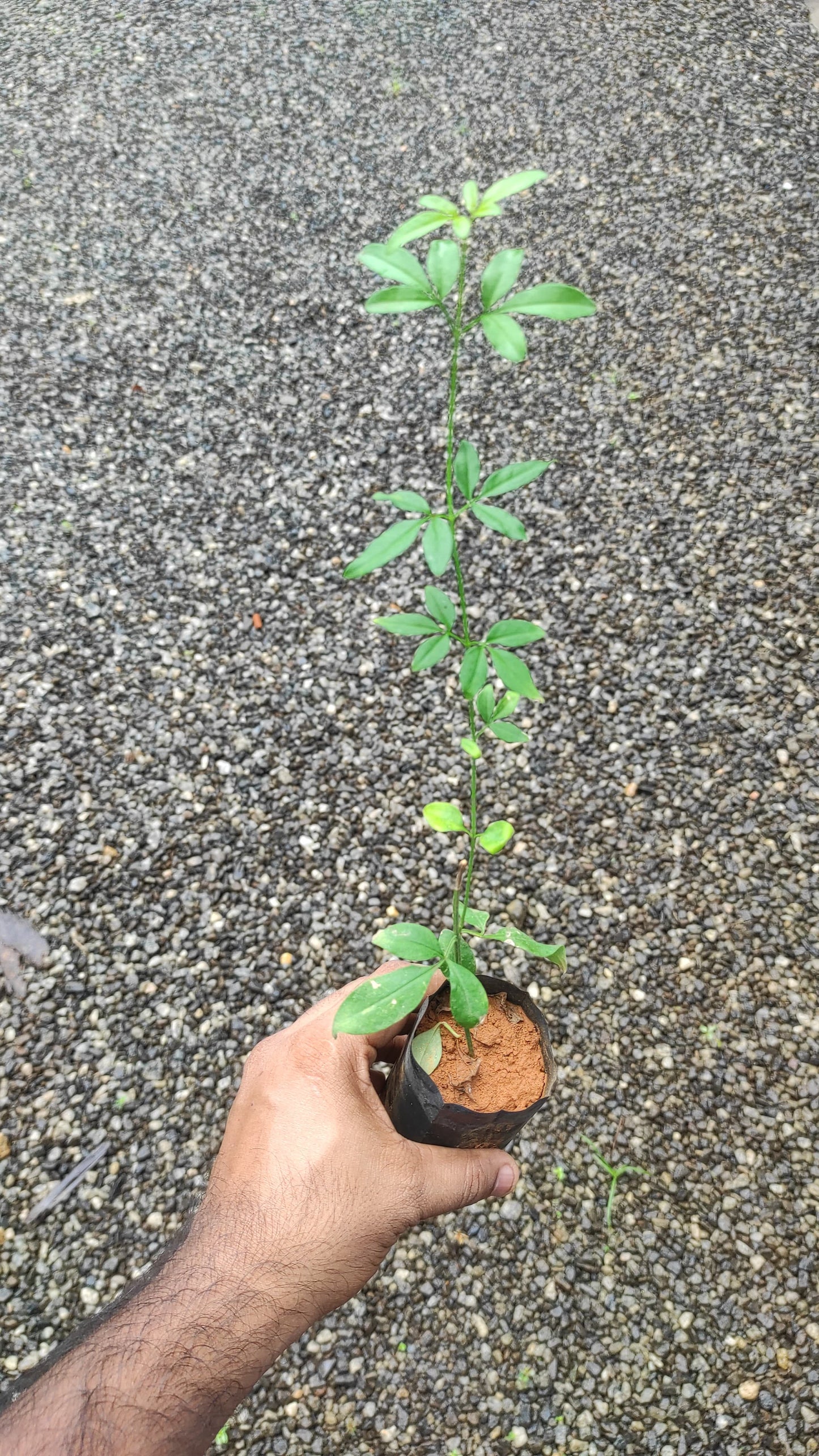 Italian Yellow Fragrant Jasmine / Jasminum Grandiflorum (Yellow)
