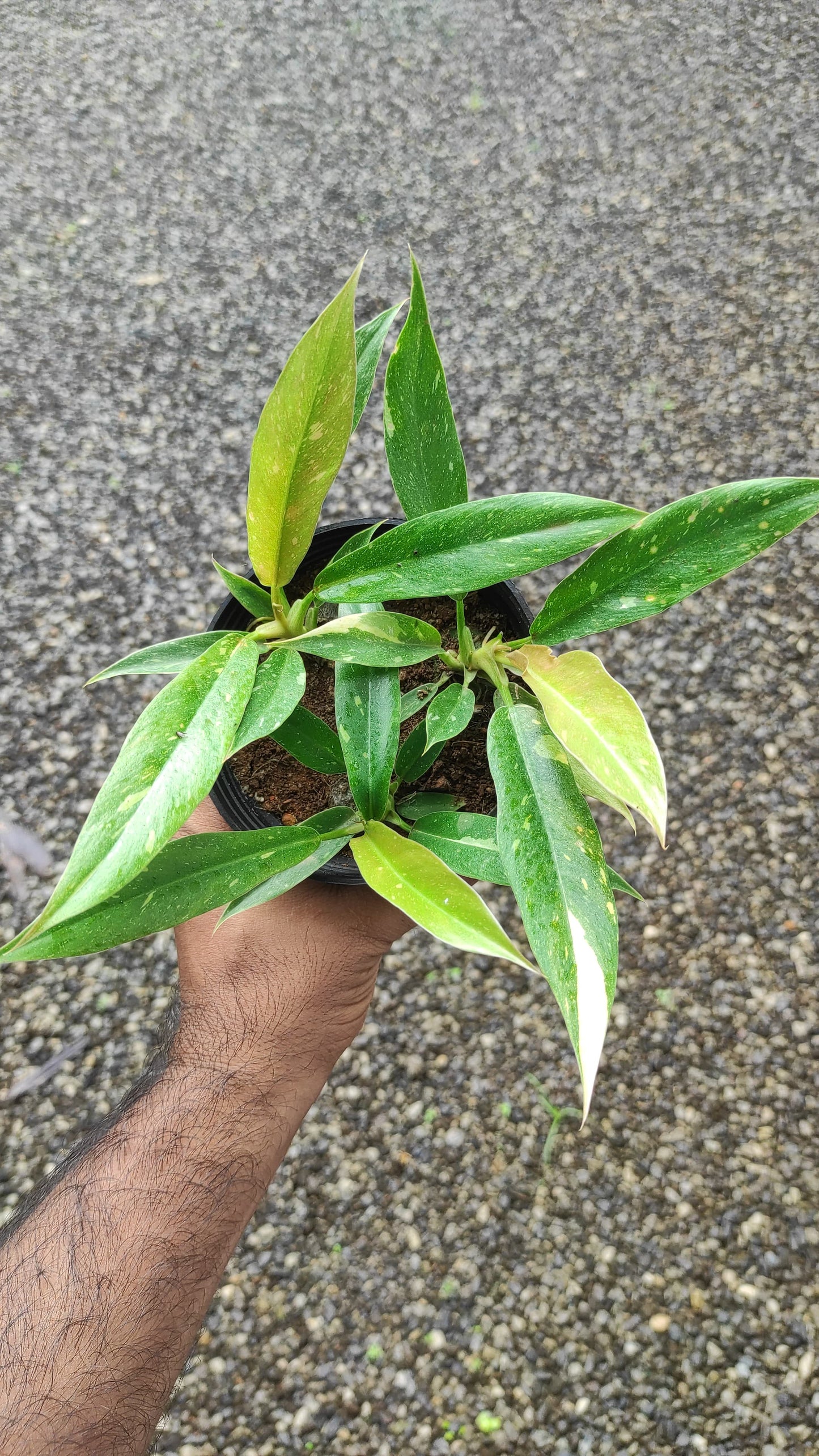 Philodendron Variegated Ring of Fire '3 Plant in 1 pot '