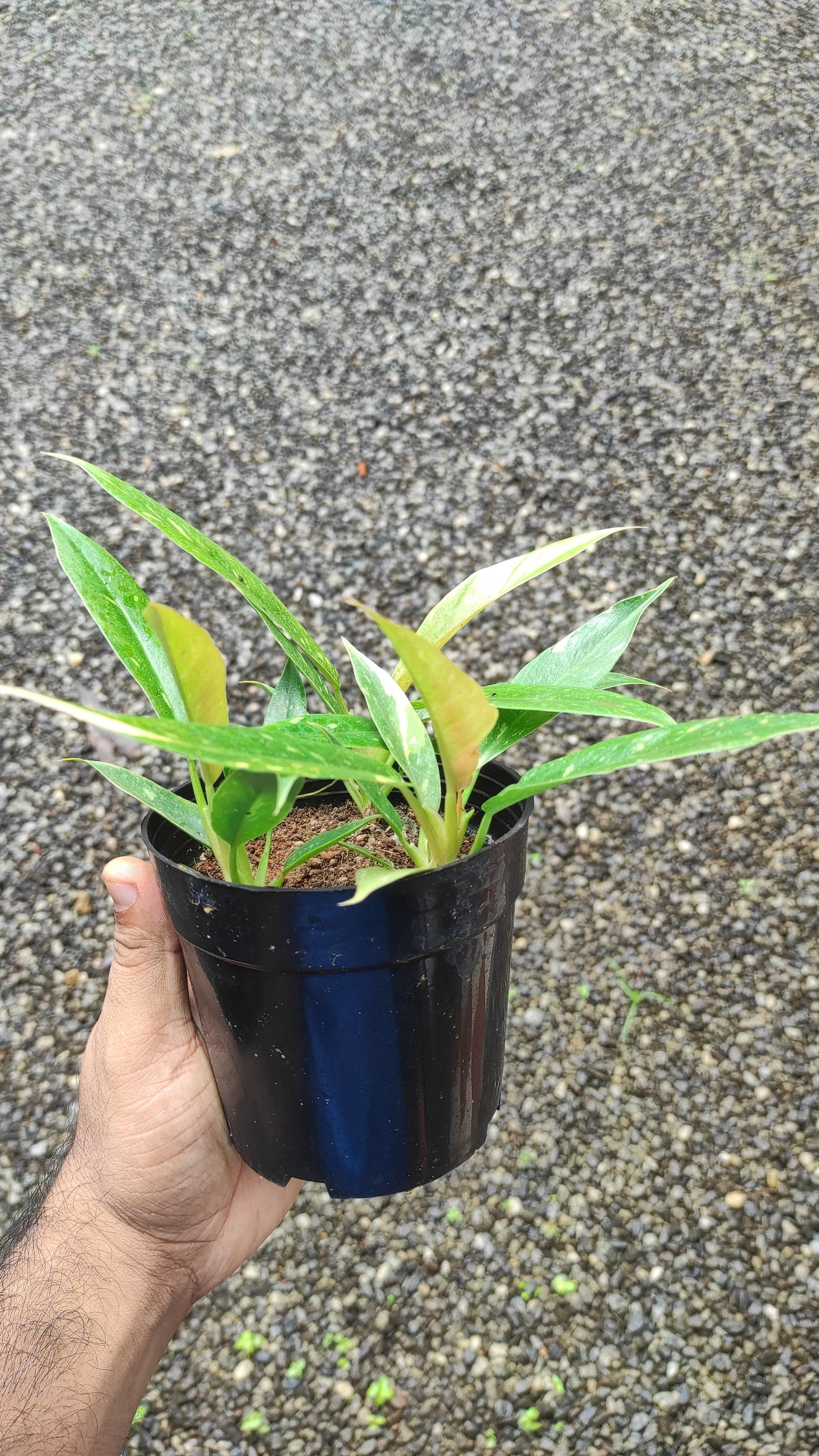 Philodendron Variegated Ring of Fire '3 Plant in 1 pot '