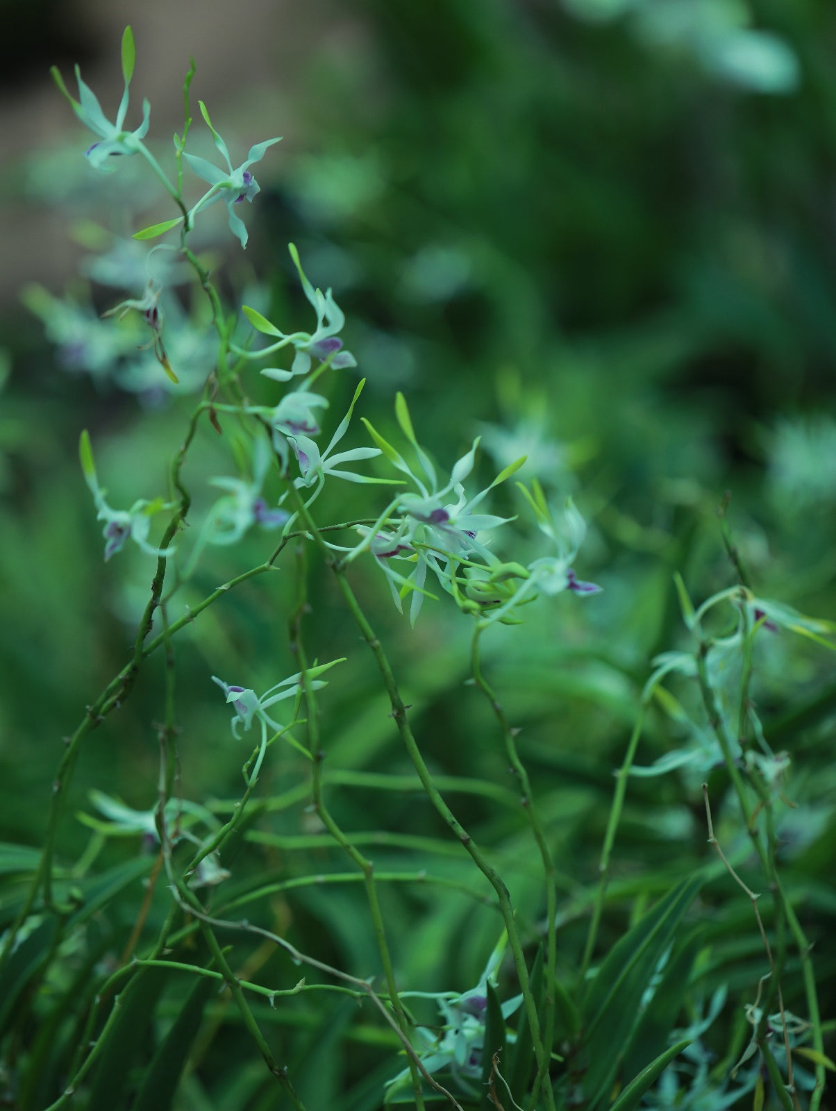 Dendrobium Utai Rabbit Green/White Lip Violet