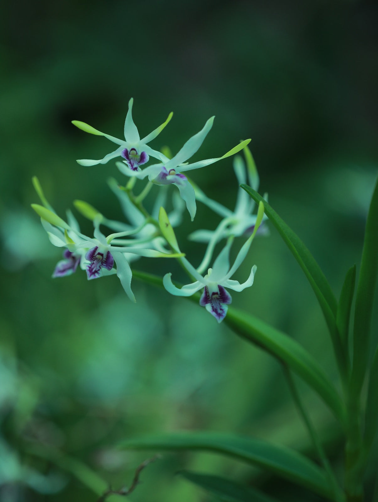 Dendrobium Utai Rabbit Green/White Lip Violet